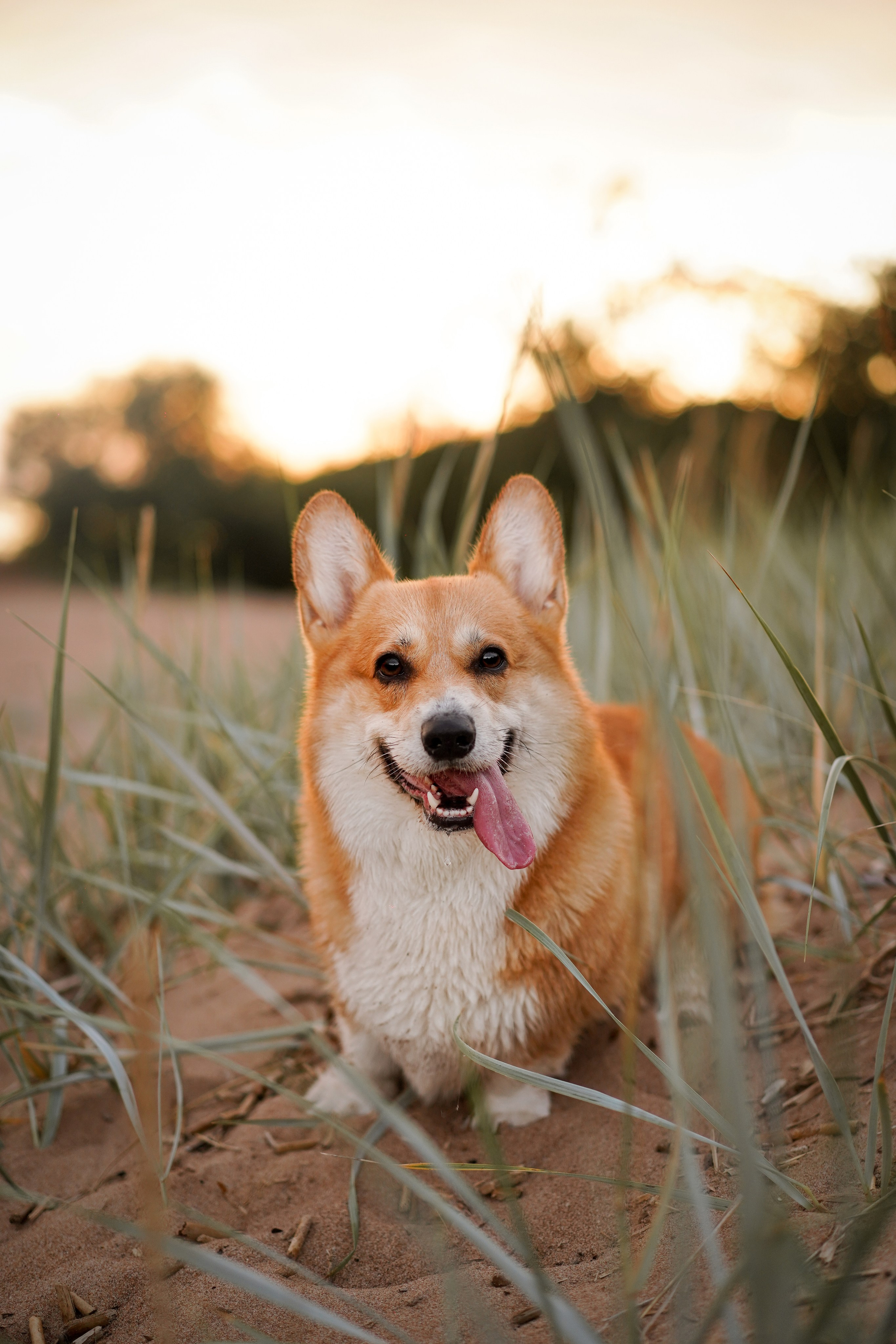 Катя Алиса и коржики. Фотограф-анималист в Санкт-Петербурге Яна Мартынова