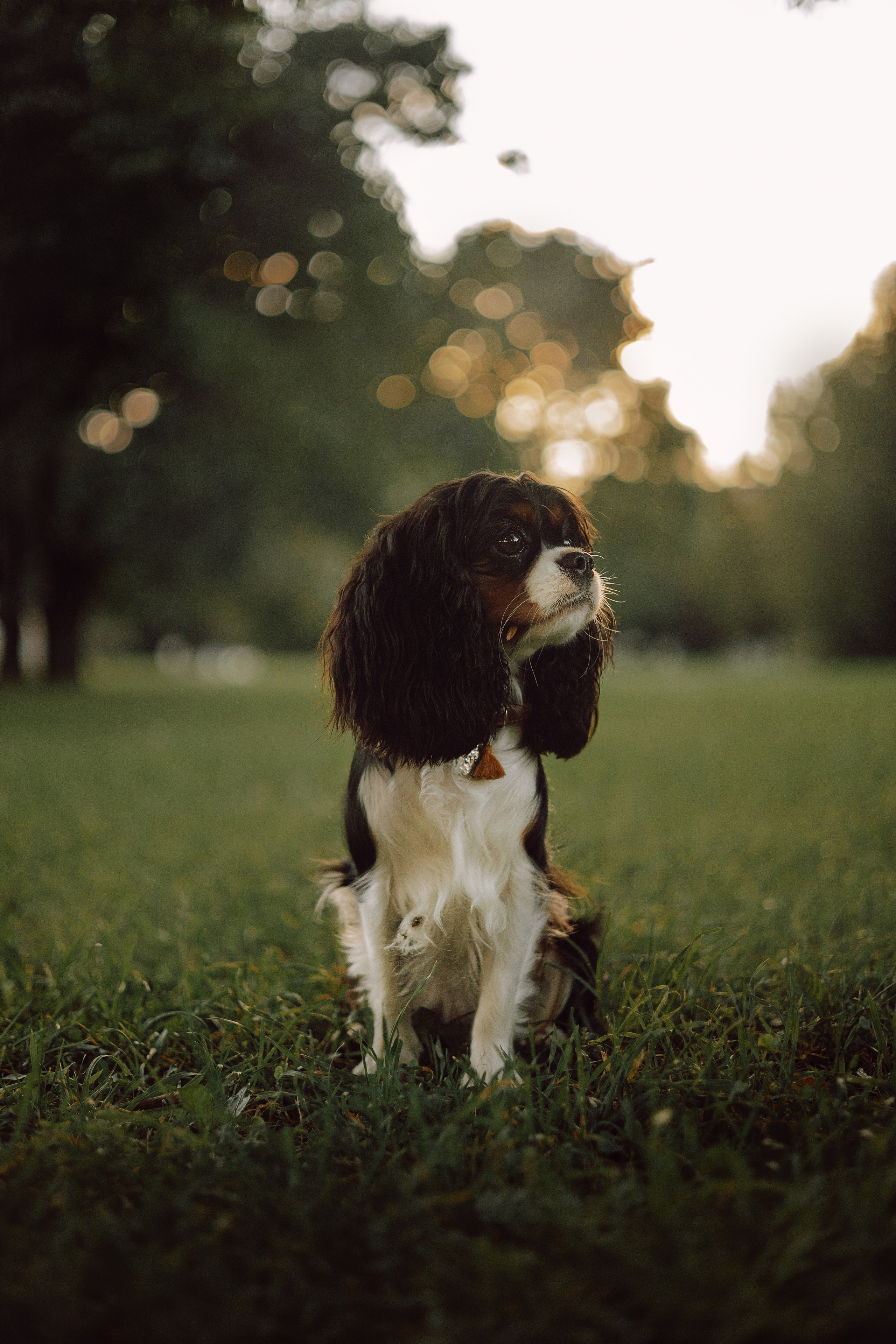 Один день из жизни Стеши и её родных. Фотограф — анималист •love-story•|Санкт-Петербург