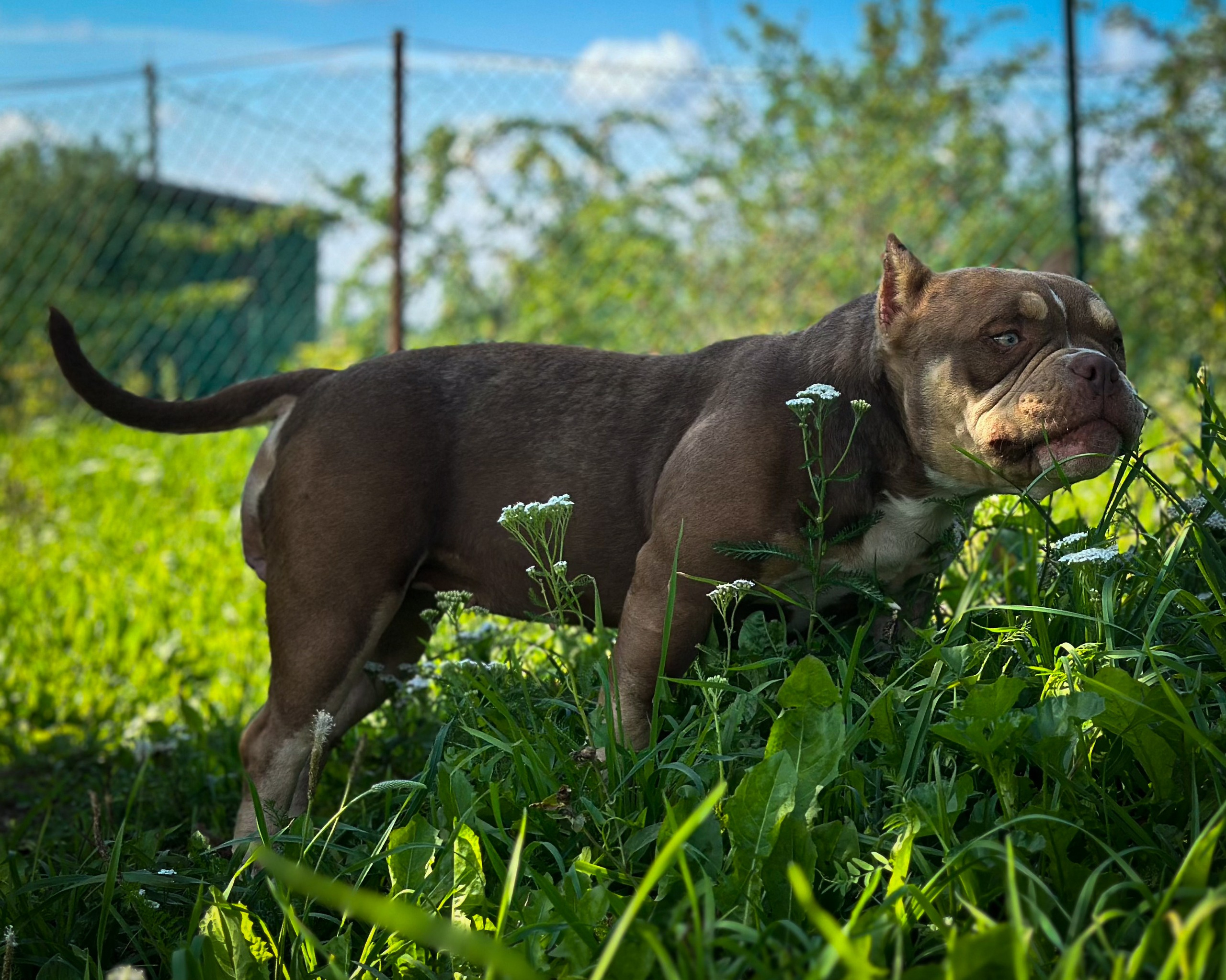 Ultimate Bully Tinky-Winky. Питомник американских булли Bounty Pride Bully