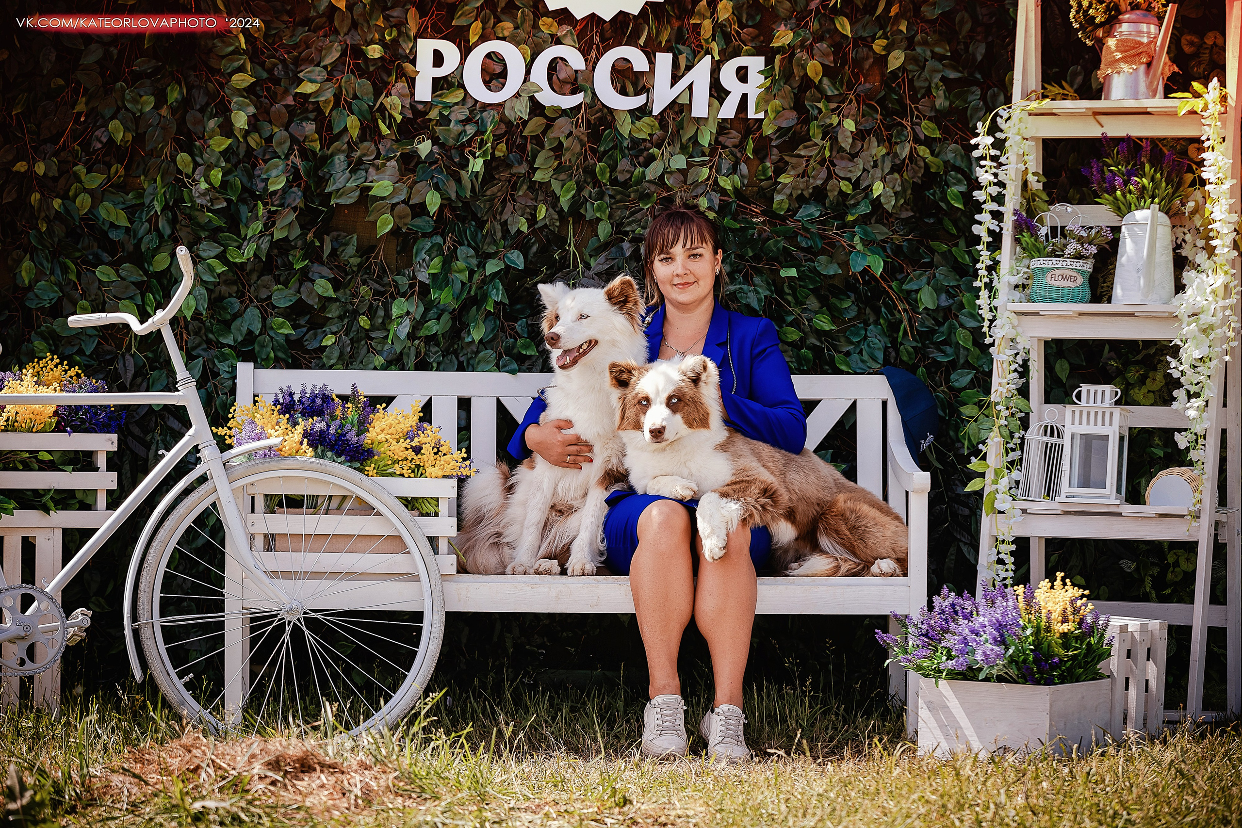 Фотосъемка собак, щенков, на выставках, фотограф анималист Россия воронеж. Питомник собак Акита, Хаски, Корги