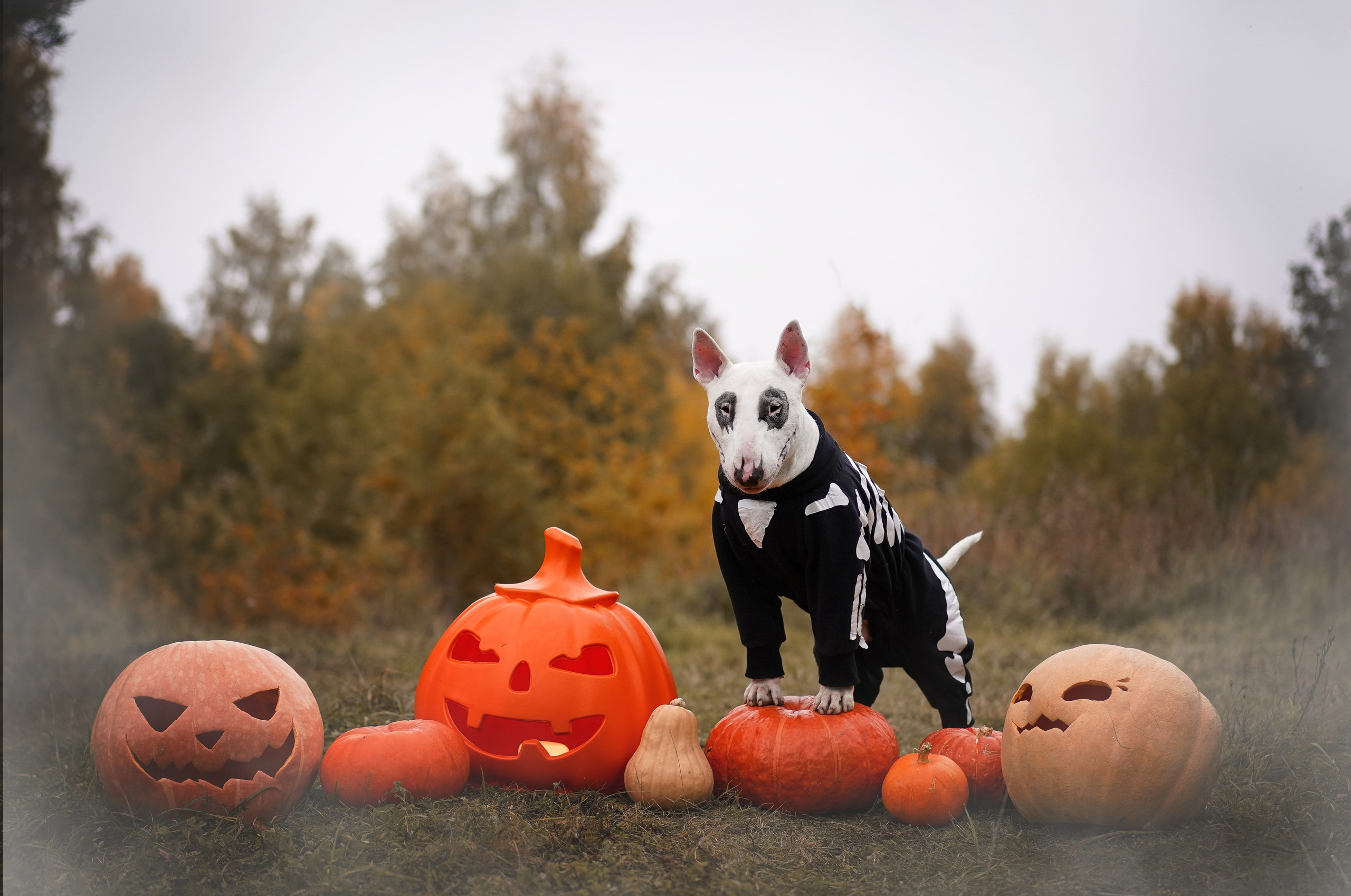Настя Рома и Сахар Хелоуин. Фотограф-анималист в Санкт-Петербурге Яна Мартынова