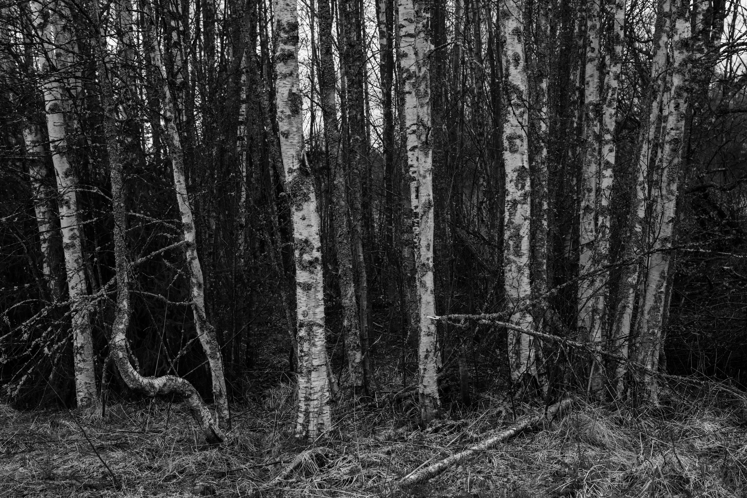 Хранитель лесов. Портретная фотосъёмка, репортажная, контент для вашего бизнеса