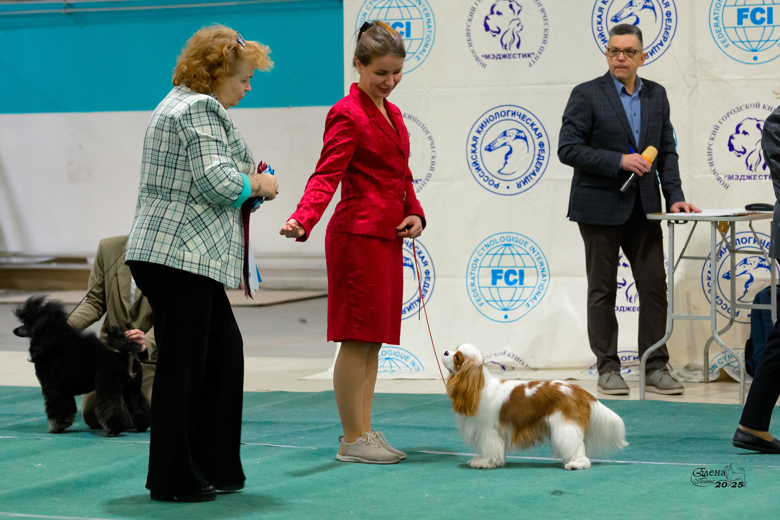 6-7.12.2025 г.Новосибирск. Фотограф анималист Елена Галдина г. Красноярск