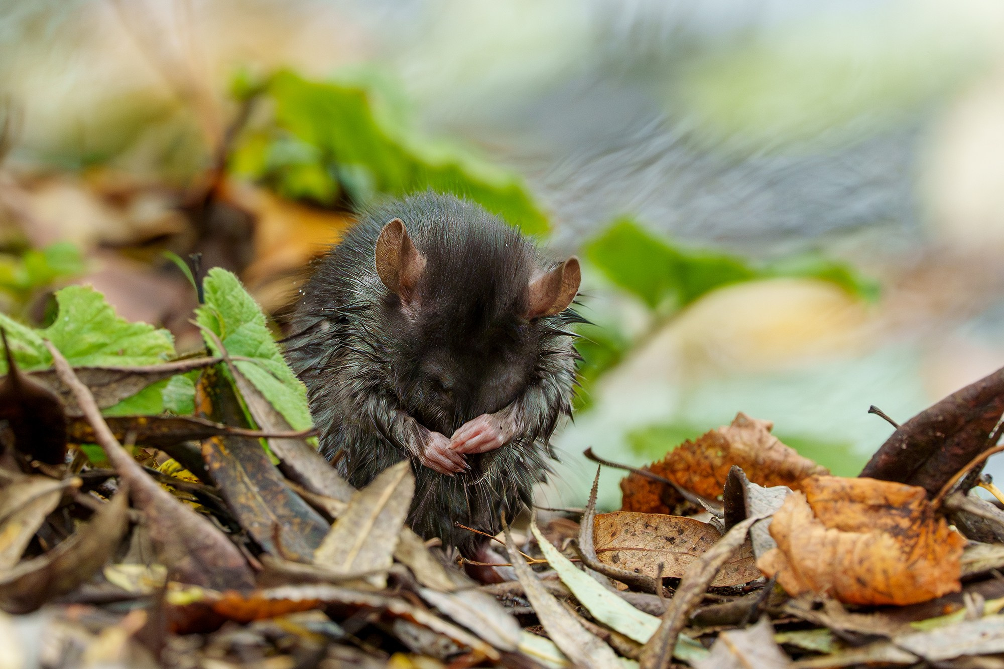 Животные. Ваш личный фотограф Марина Волкова