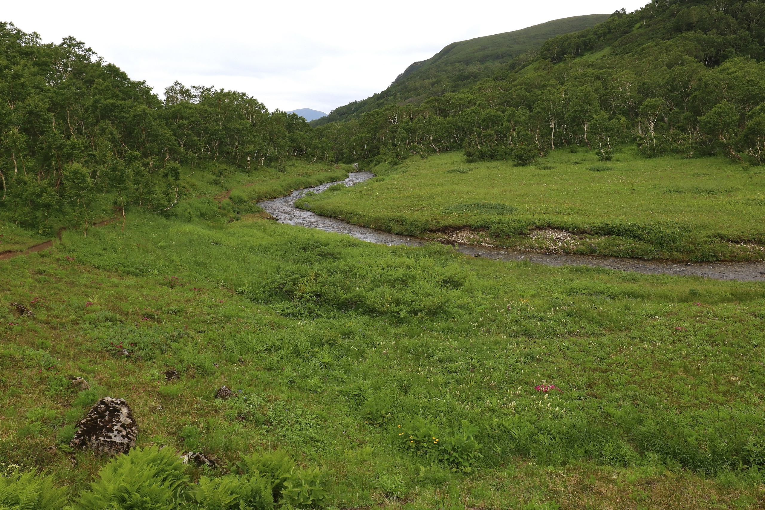 Камчатка и о. Парамушир. Июль 2024. Путешественник-фотограф из Санкт-Петербурга Татьяна Свистулина