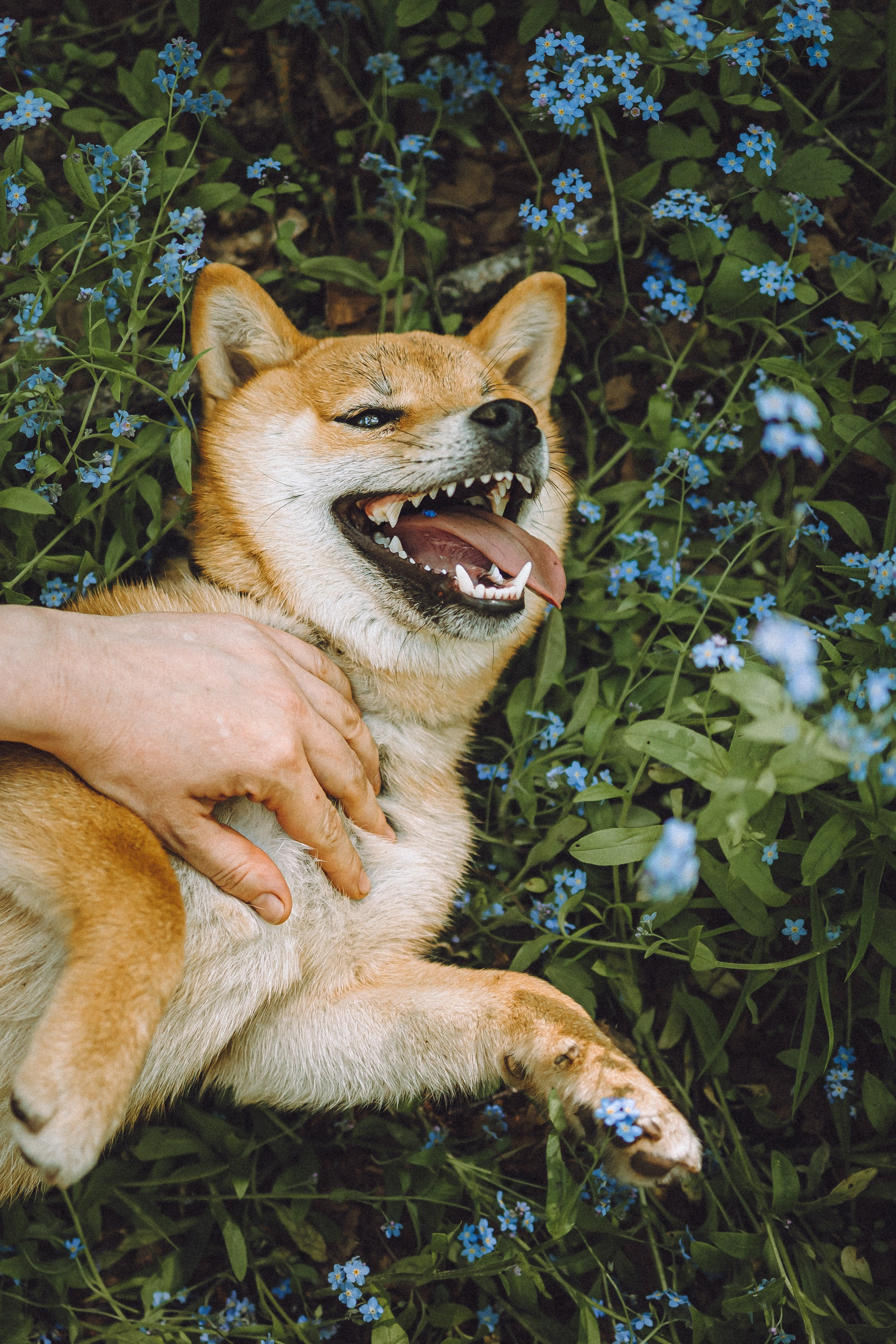 Шед, Цири, Чиби, Цера и их семья