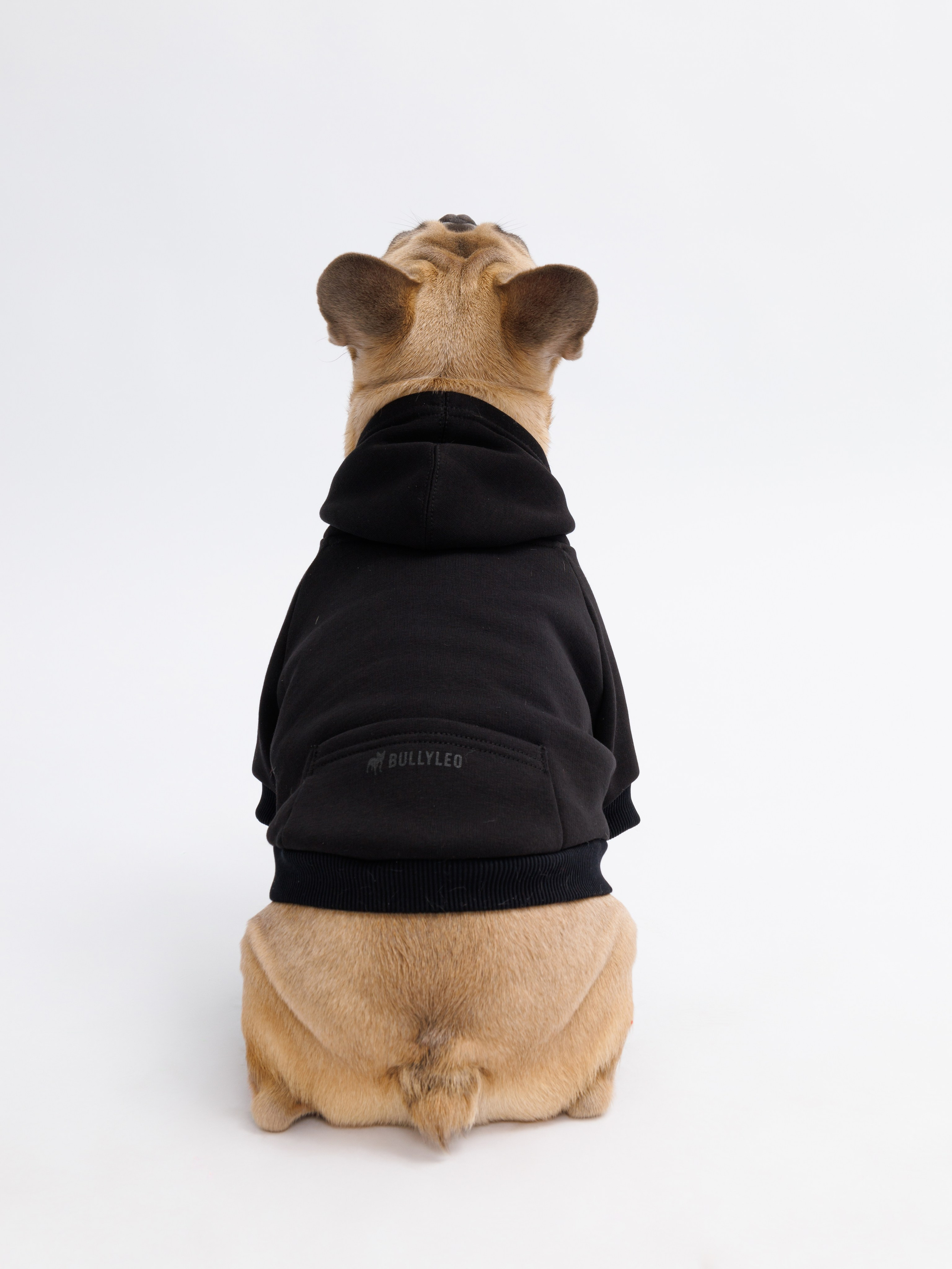 Съемка с животными. Главная