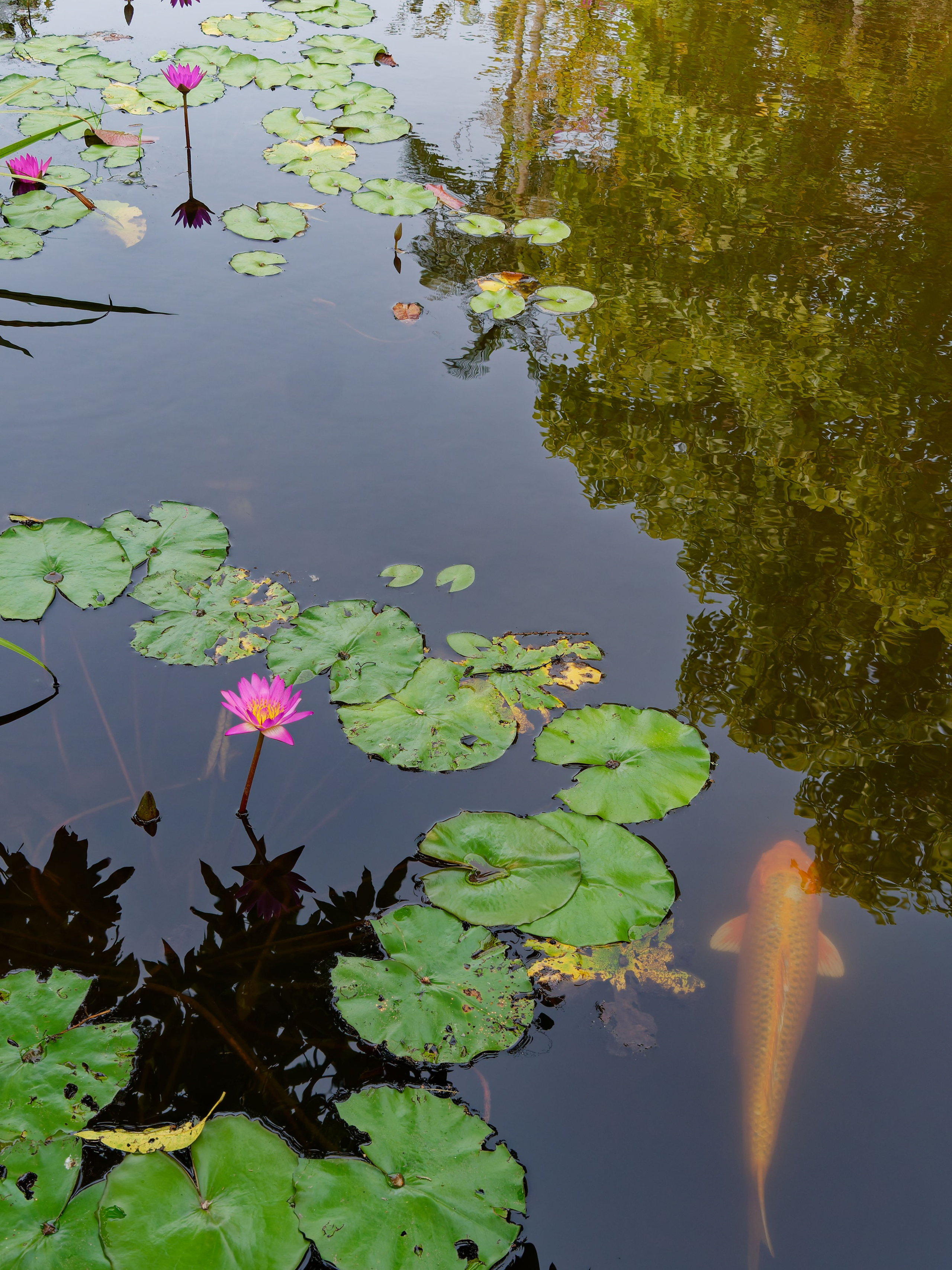 Хайнань 2026, отель «Stony Brook Villa Jianguo Resort Sanya 4*». Фотопрогулки по Миру