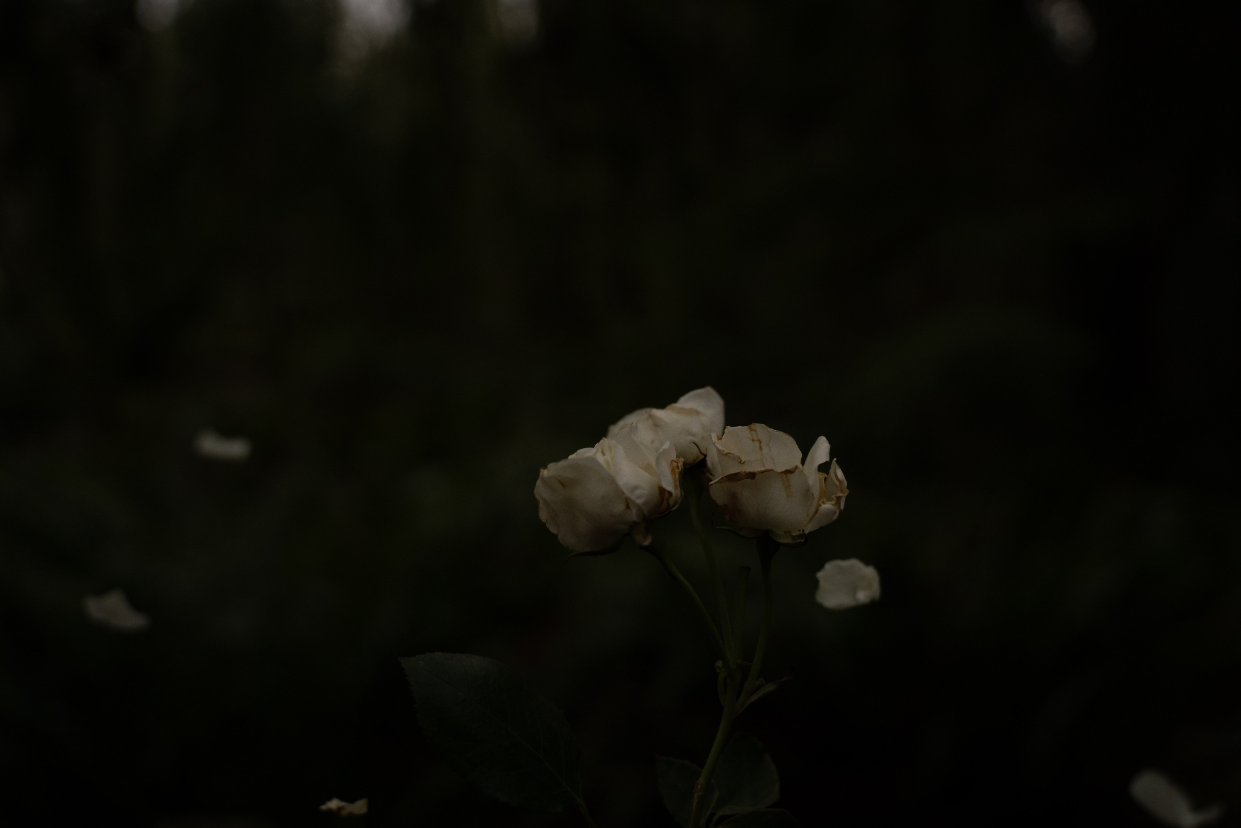 A midsummer night’s dream [magic flower]. Wedding & engagement photographer in Seattle, WA. Tania Maureira