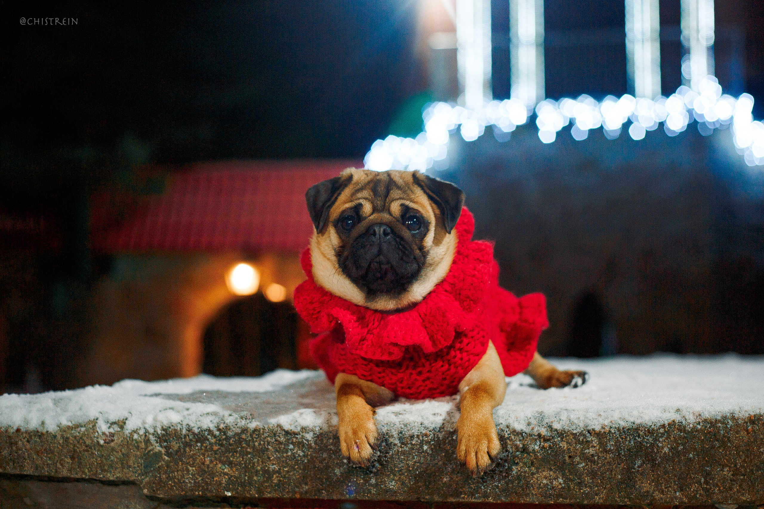 Новогоднее настроение. Роза. Фотограф-анималист Наталия Чистюхина в г. Сосновый Бор и ЛО