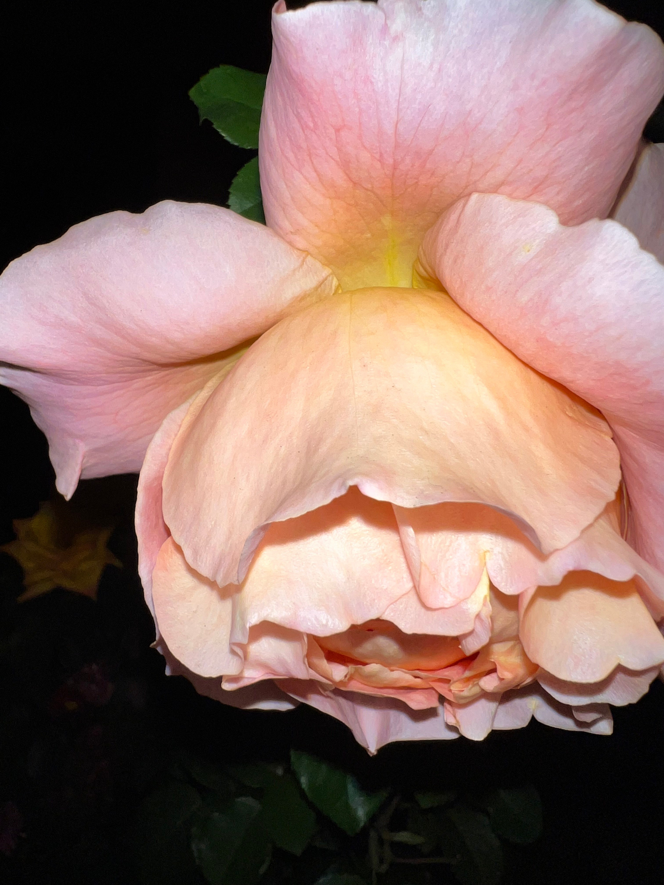 Цветы ночи. Анна Хвалина