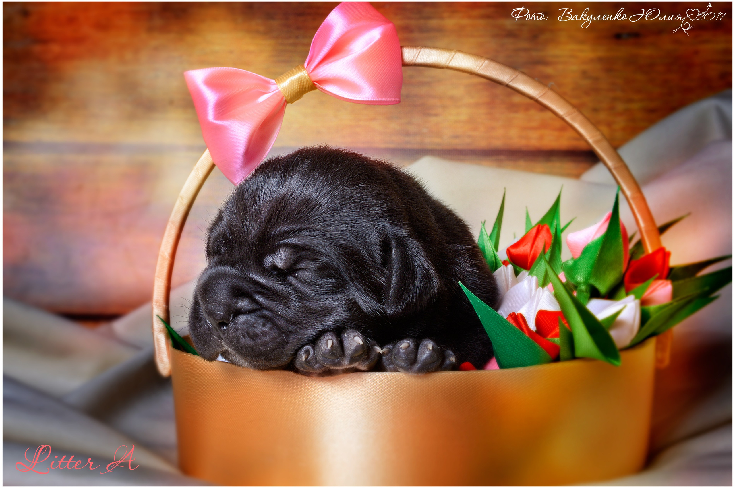 Студийная съемка. Фотограф анималист | семейный Юлия Вакуленко, г. Краснодар