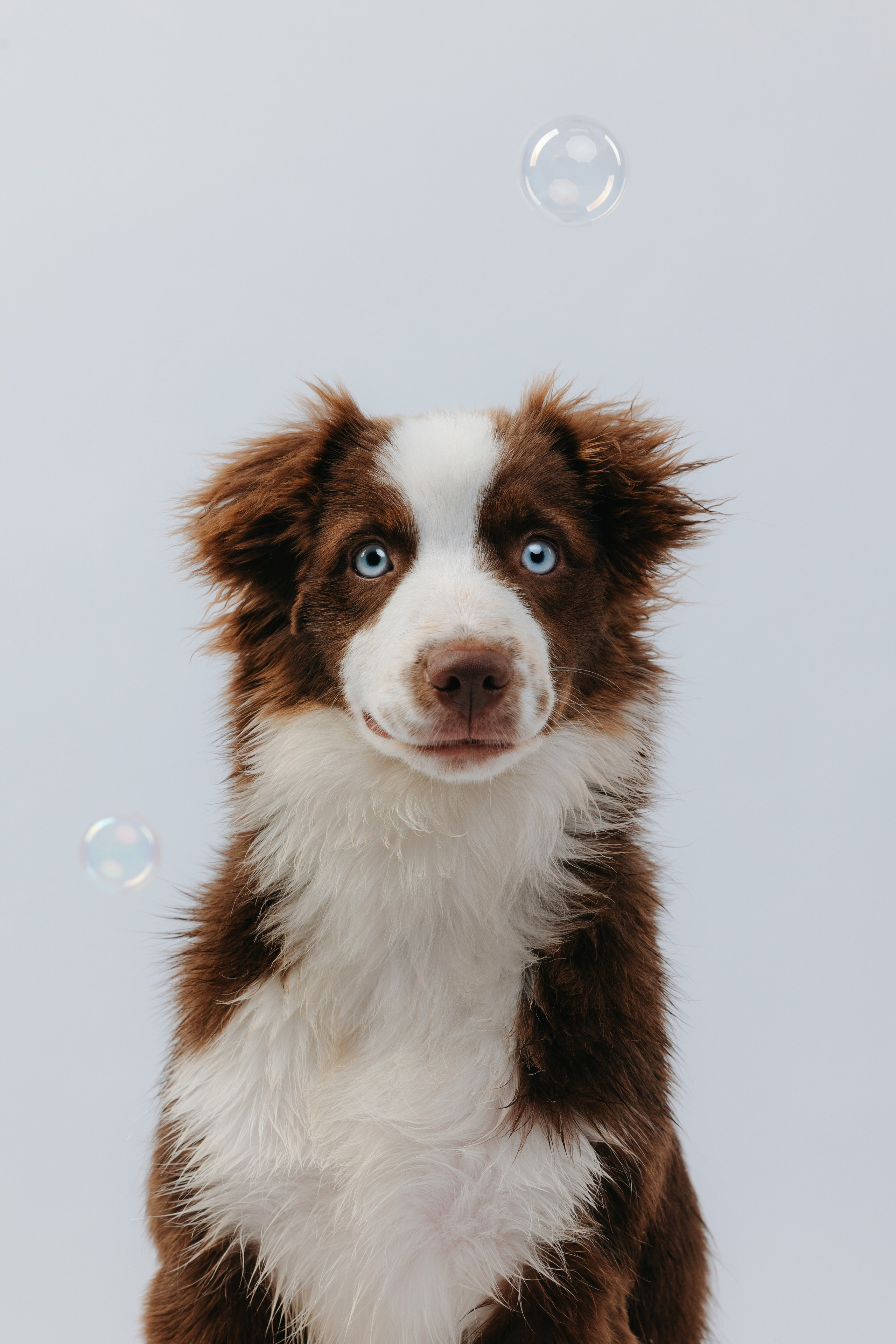 Миниаусси Дайс. Фотограф анималист Осипчикова Мария