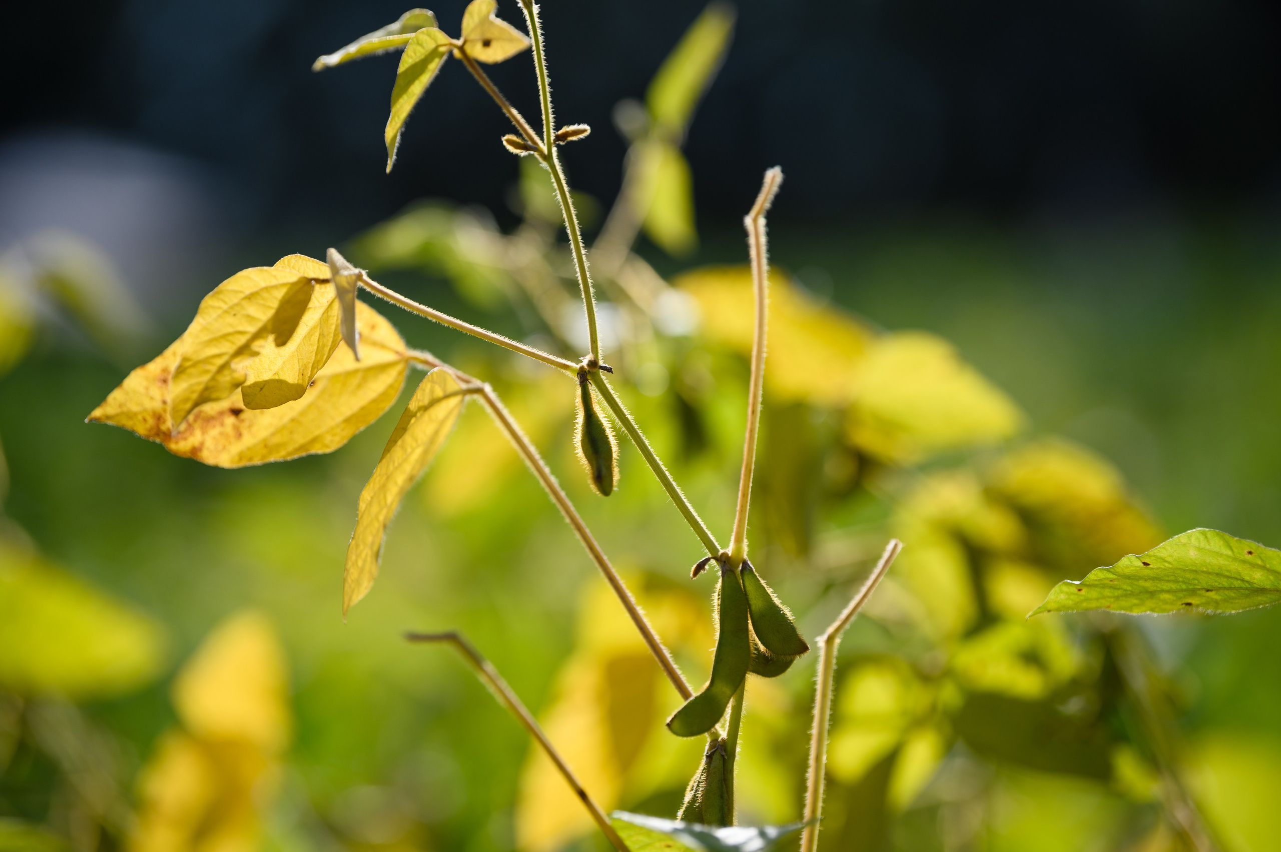 Проекты. Профессиональный фотограф Вячеслав Плацында | Липецк |