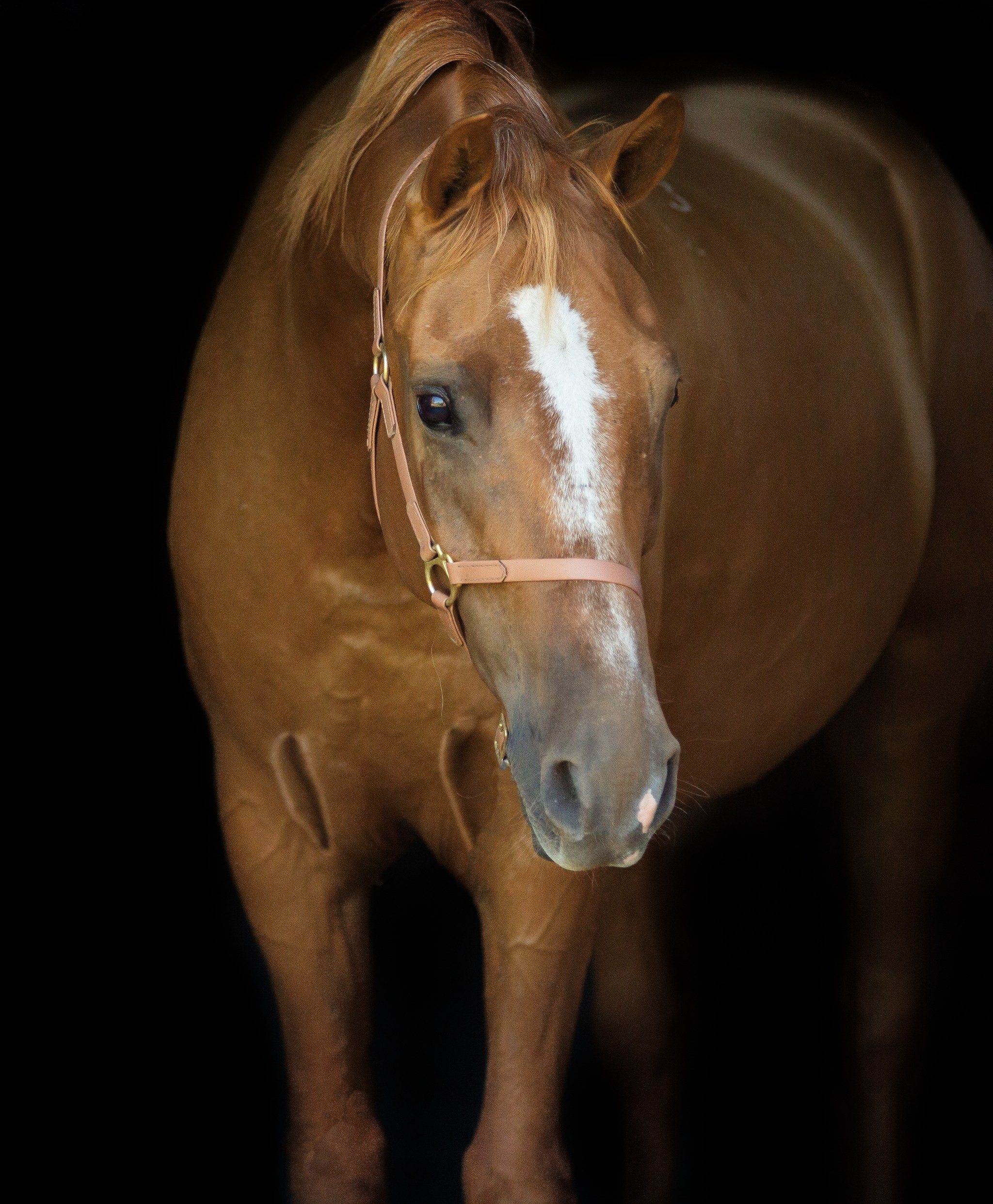 Проект " Донское золото России». Конный фотограф Юлия Дроздова