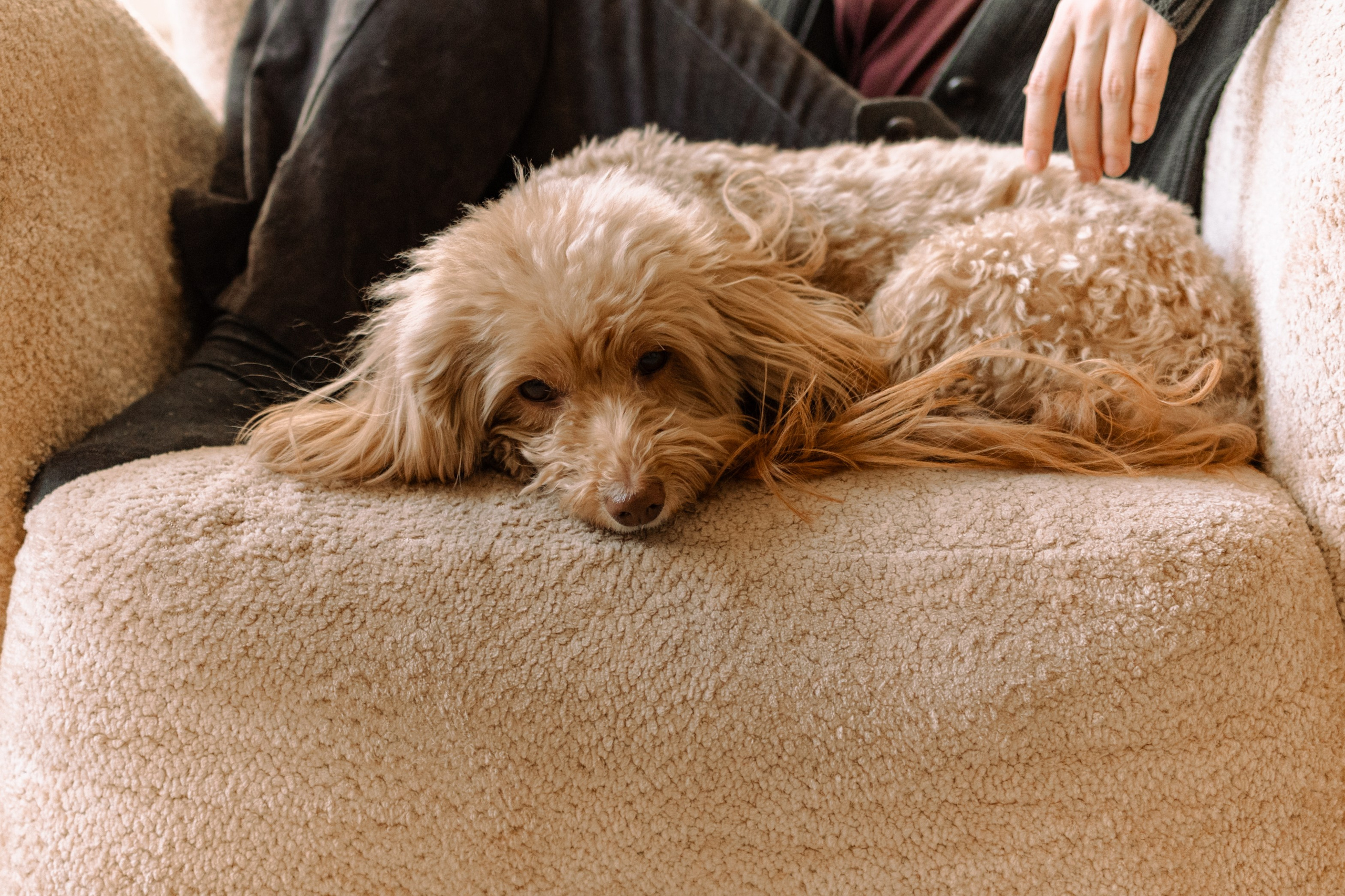 Шкипер и его семья. Фотограф — Анималист | Санкт-Петербург