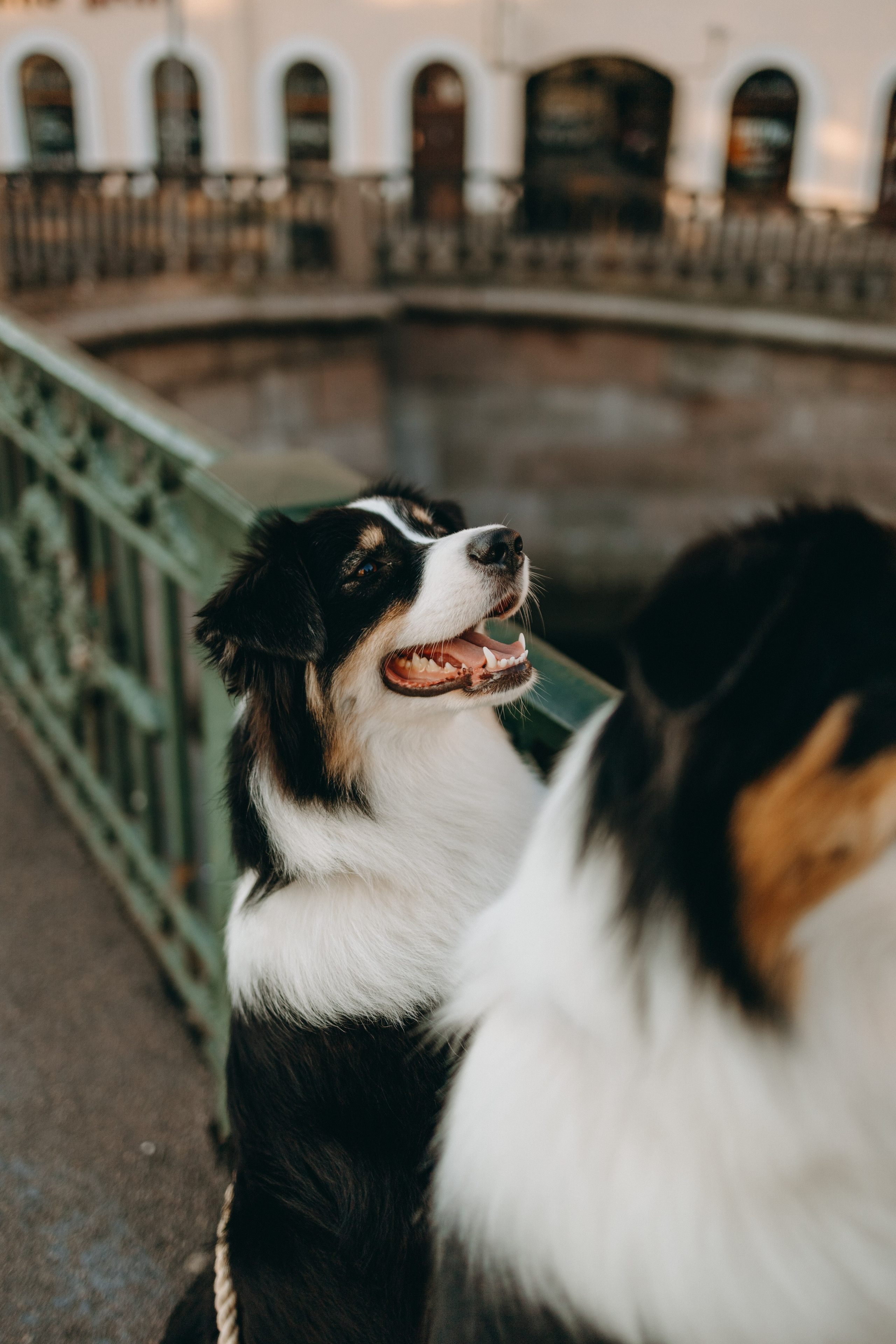 Катя и ее девочки. Фотограф — Анималист | Санкт-Петербург