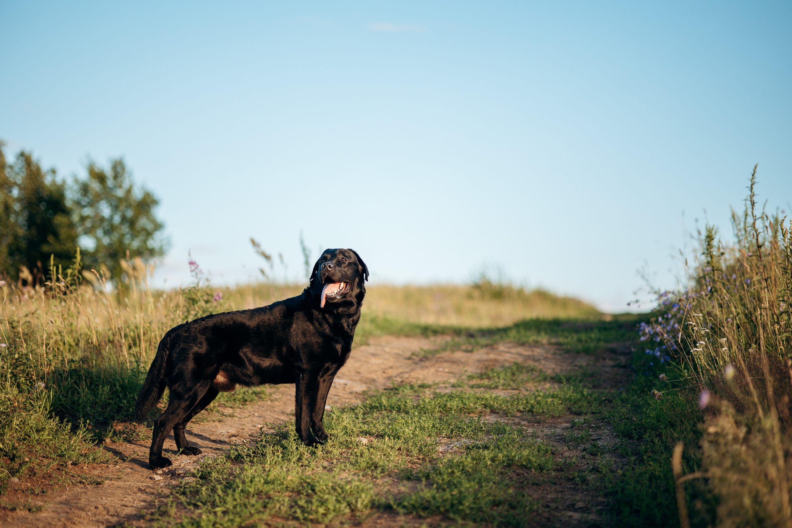 Бомбей и его семья. Фотограф — Анималист | Санкт-Петербург