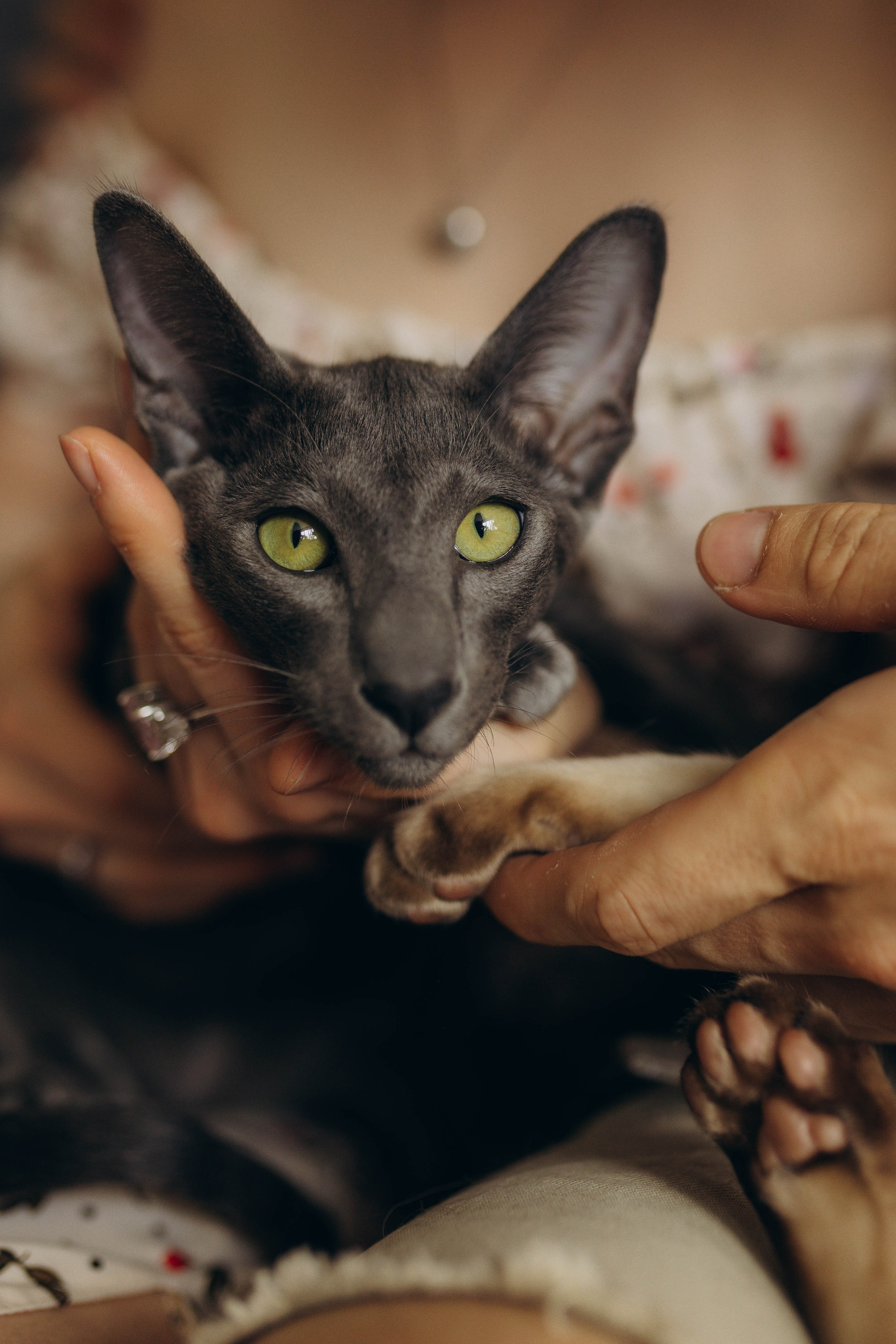 Аня, Костя и котики. Фотограф Саратов