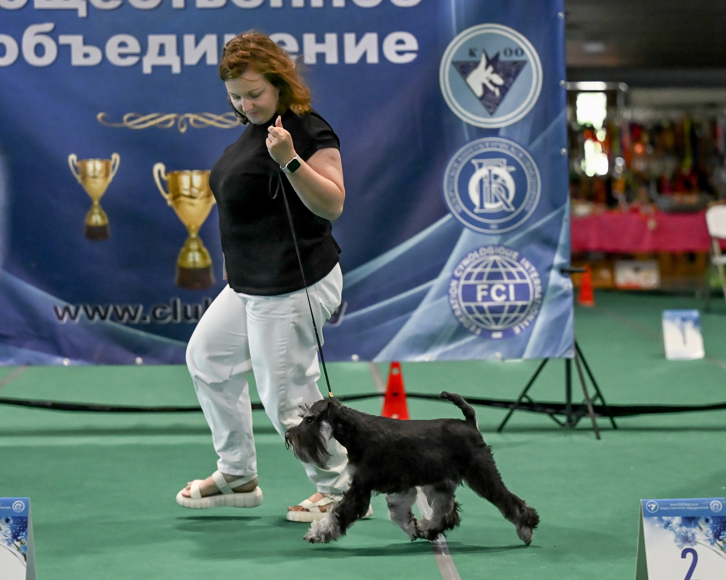 Зари/DELINSO BALANCE CZESARIA ZARI. Питомник цвергшнауцеров в Беларуси «Делинсо Бэлэнс»