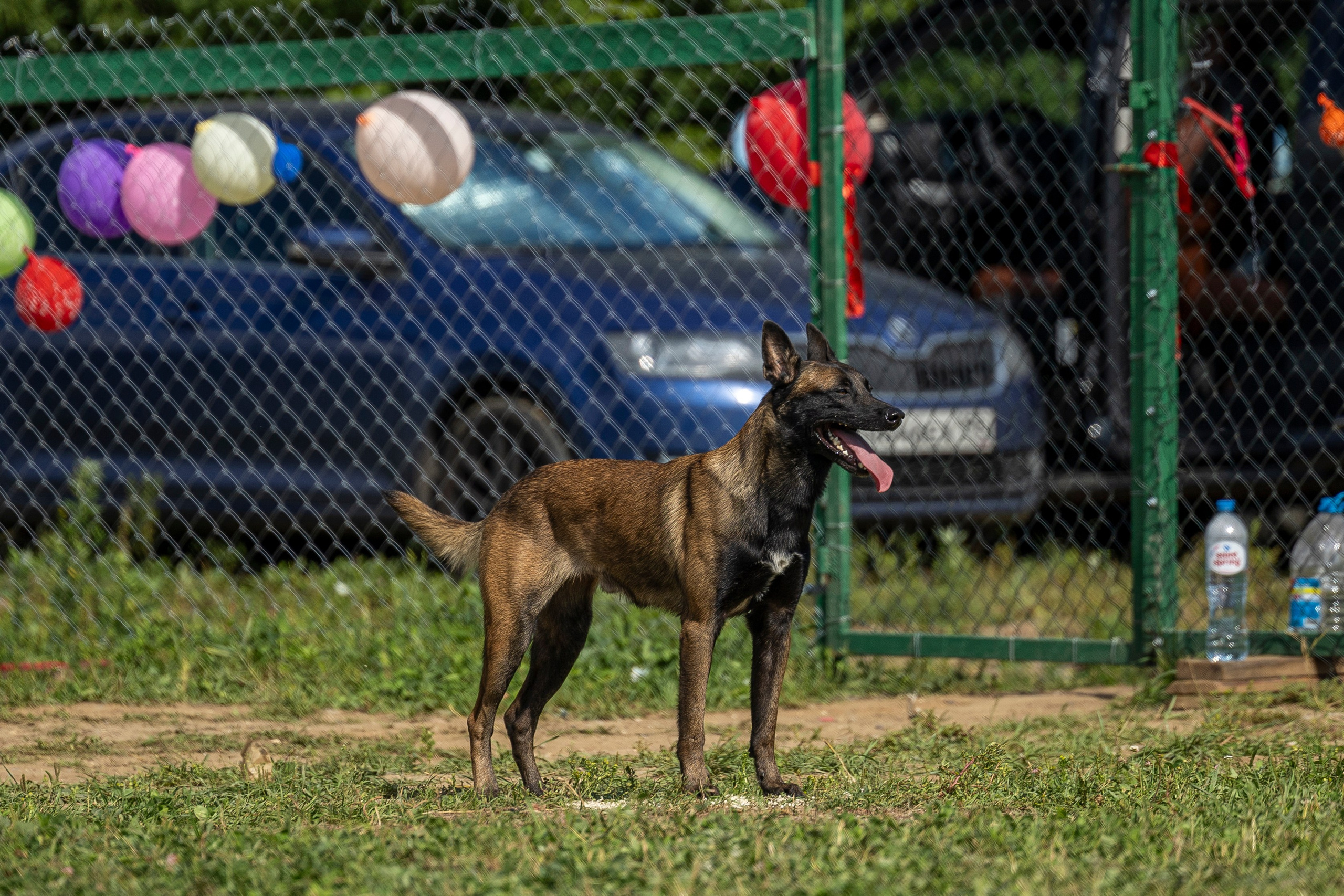 Соревнования по Мондьорингу г. Вологда 10-11.08.2024. Фотограф-анималист Анна Маринич