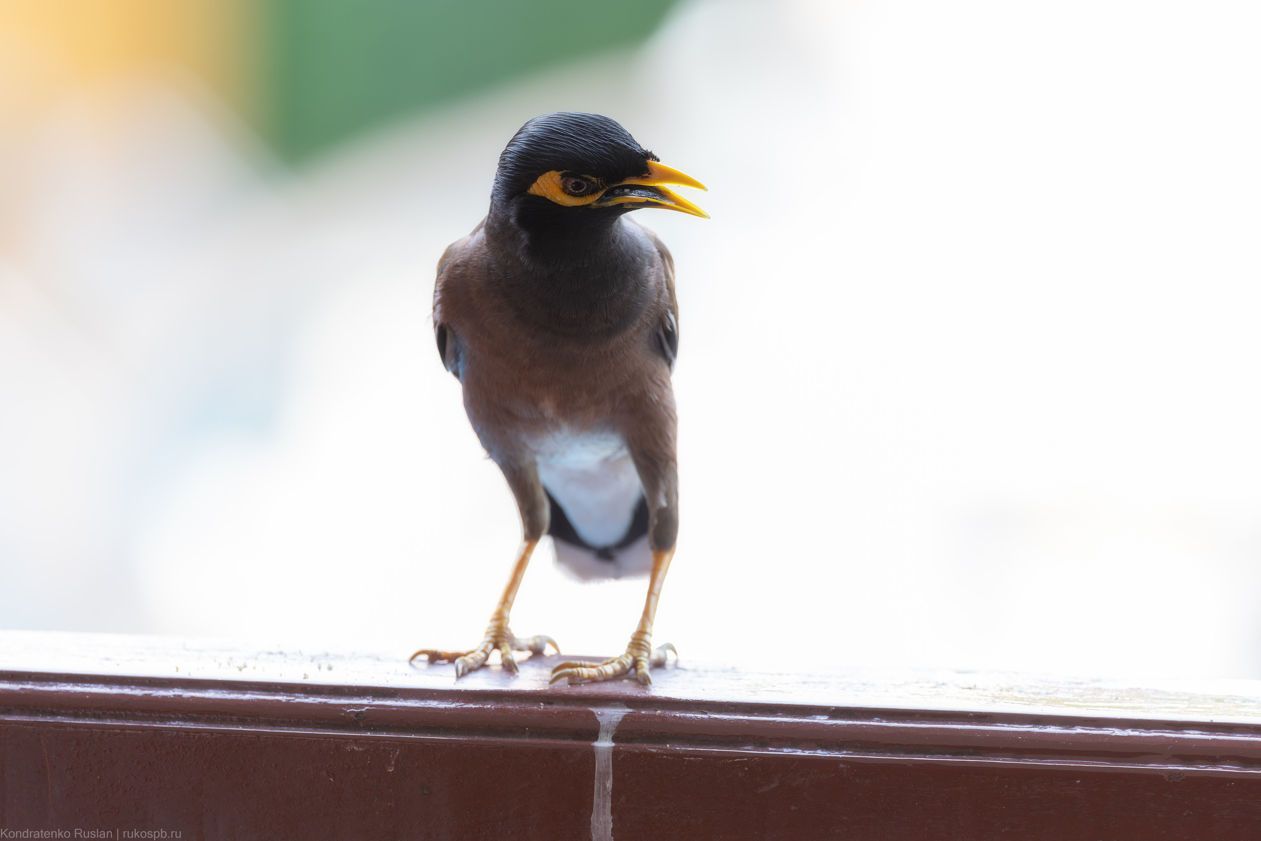 Обыкновенная майна. Архитектурный и пейзажный фотограф Кондратенко Руслан, Санкт-Петербург
