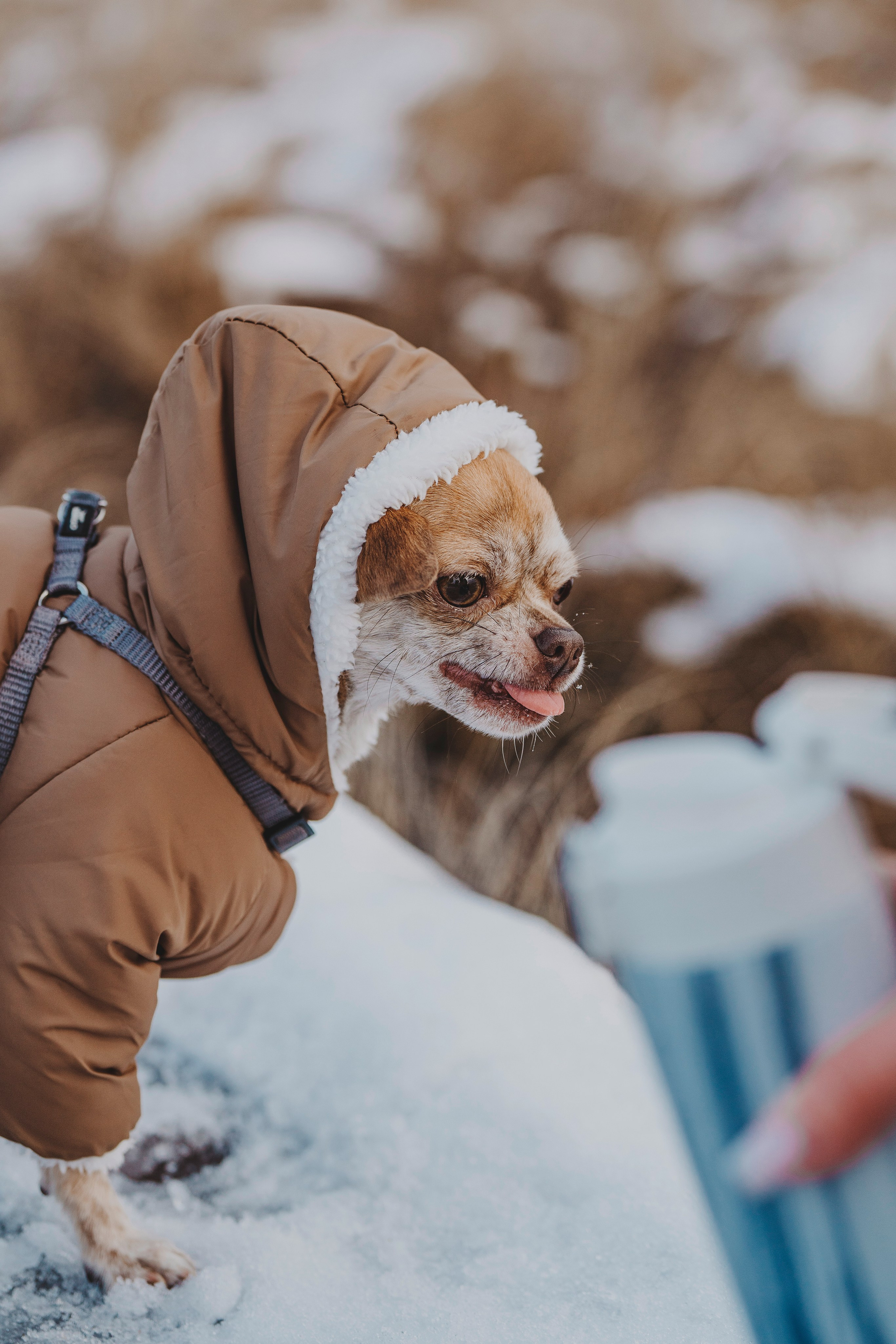 Наталия и Боря. Фотограф анималист в Спб недорого Олеся Майорова