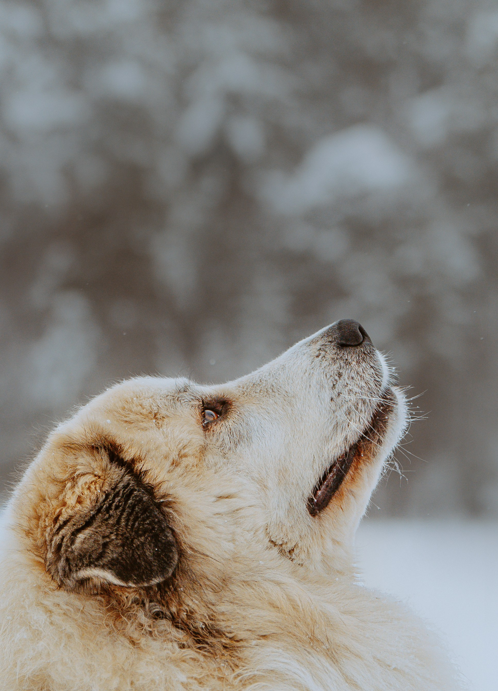 Фотограф питомцев в Санкт-Петербурге. Фотограф анималист в Спб недорого Олеся Майорова