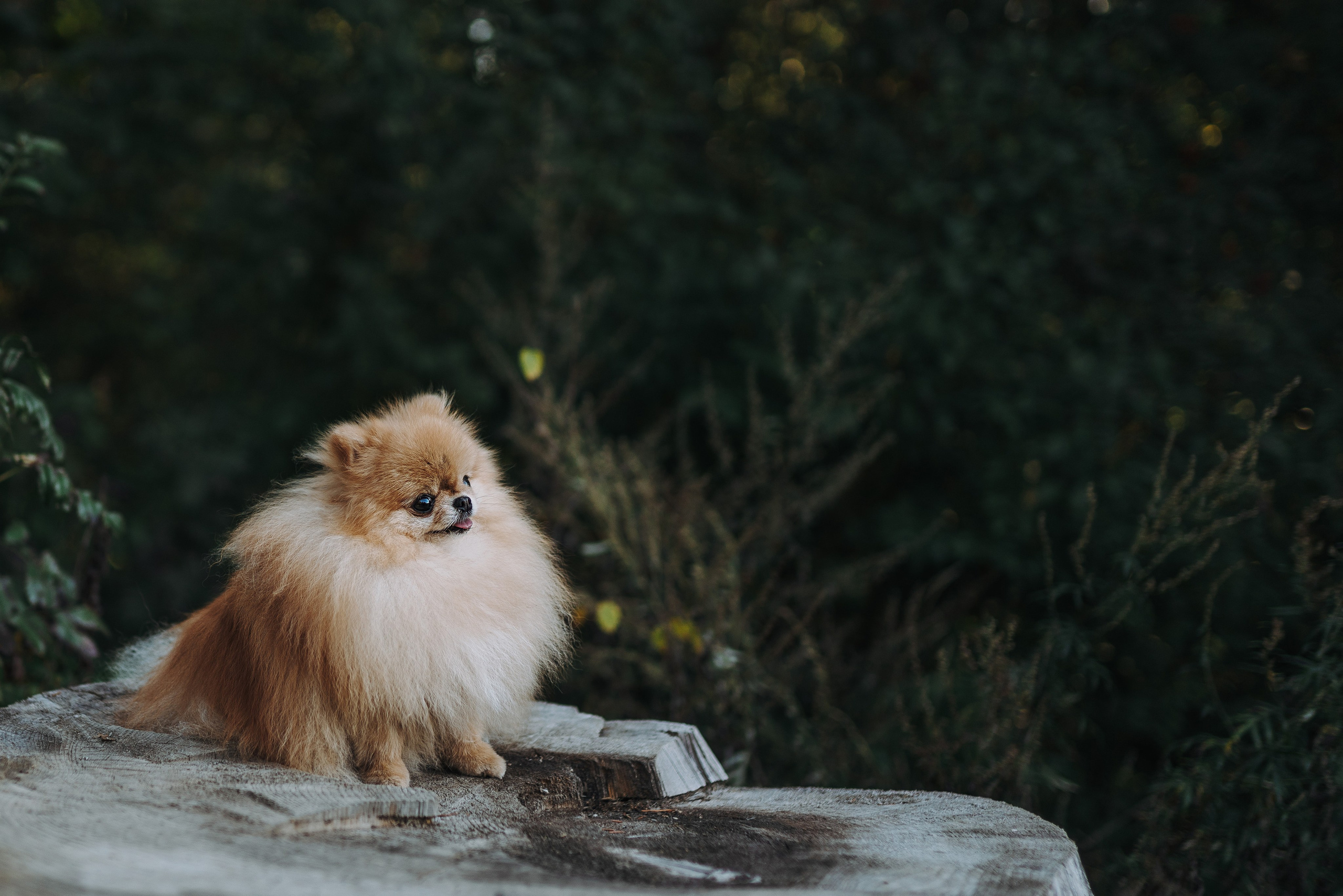 Наталья и Софа. Фотограф анималист в Спб недорого Олеся Майорова