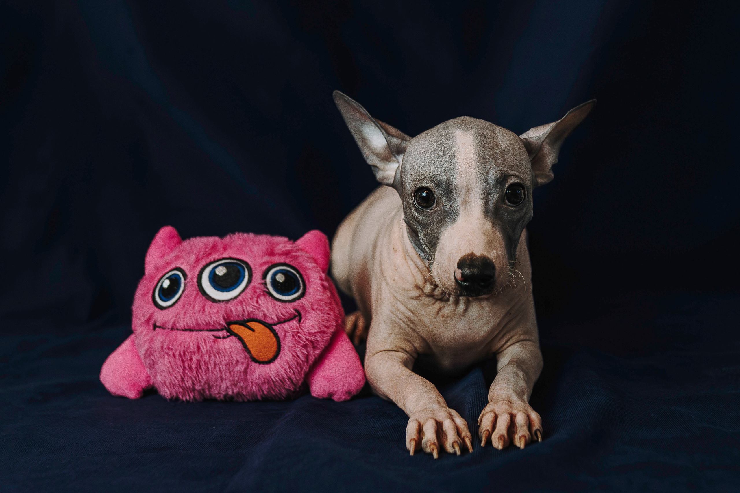 Малыши американского голого терьера. Фотограф анималист в Спб недорого Олеся Майорова
