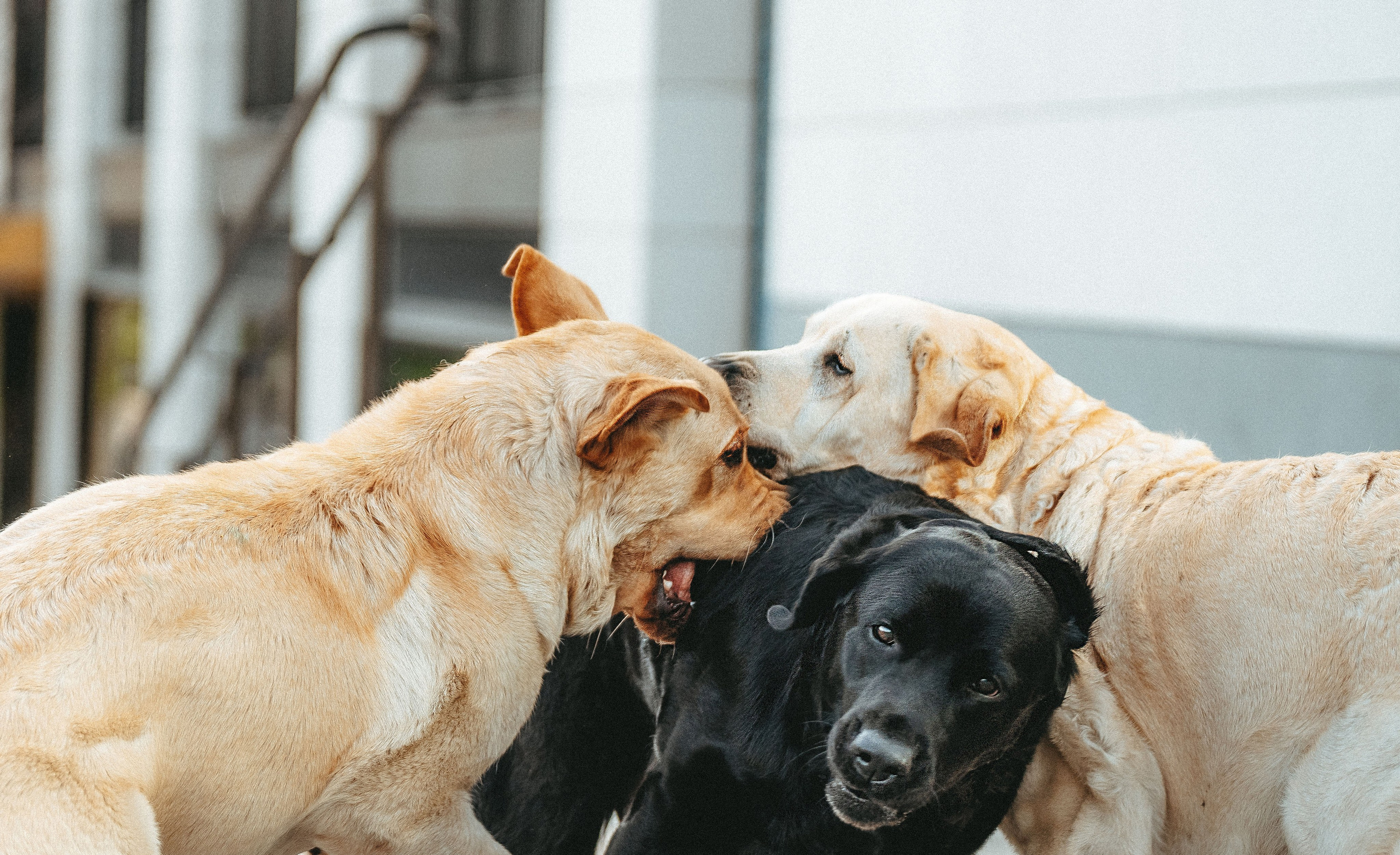 Лабрадоры питомника IRISLAV. Фотограф анималист в Спб недорого Олеся Майорова