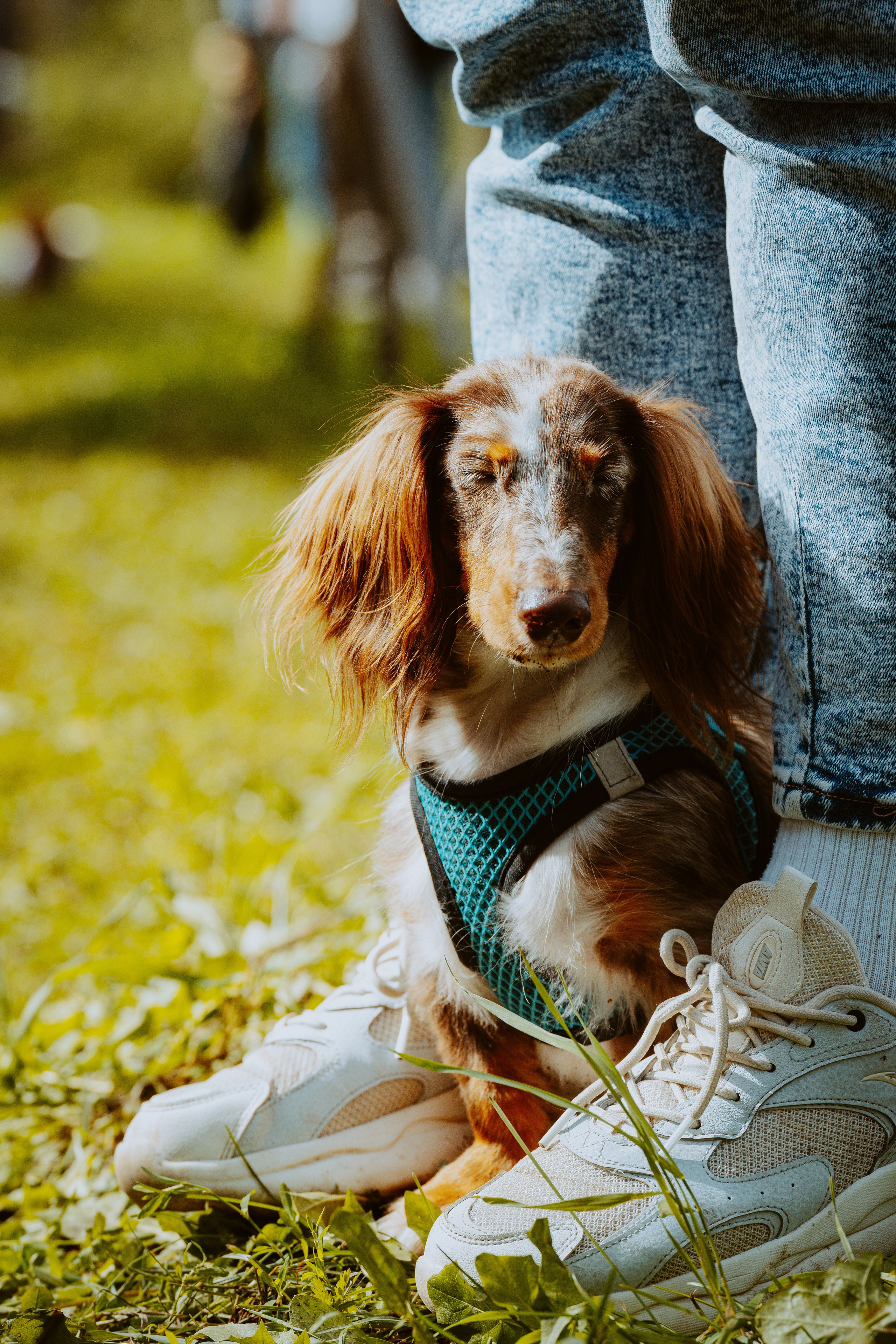 Такспарад. Фотограф анималист в Спб недорого Олеся Майорова