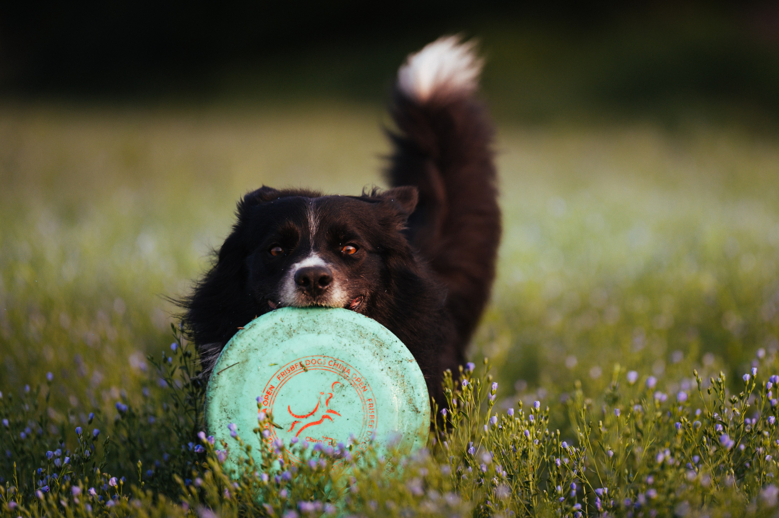 Прогулка на рассвете с бордер-колли. Фотограф в Ростове —на — Дону