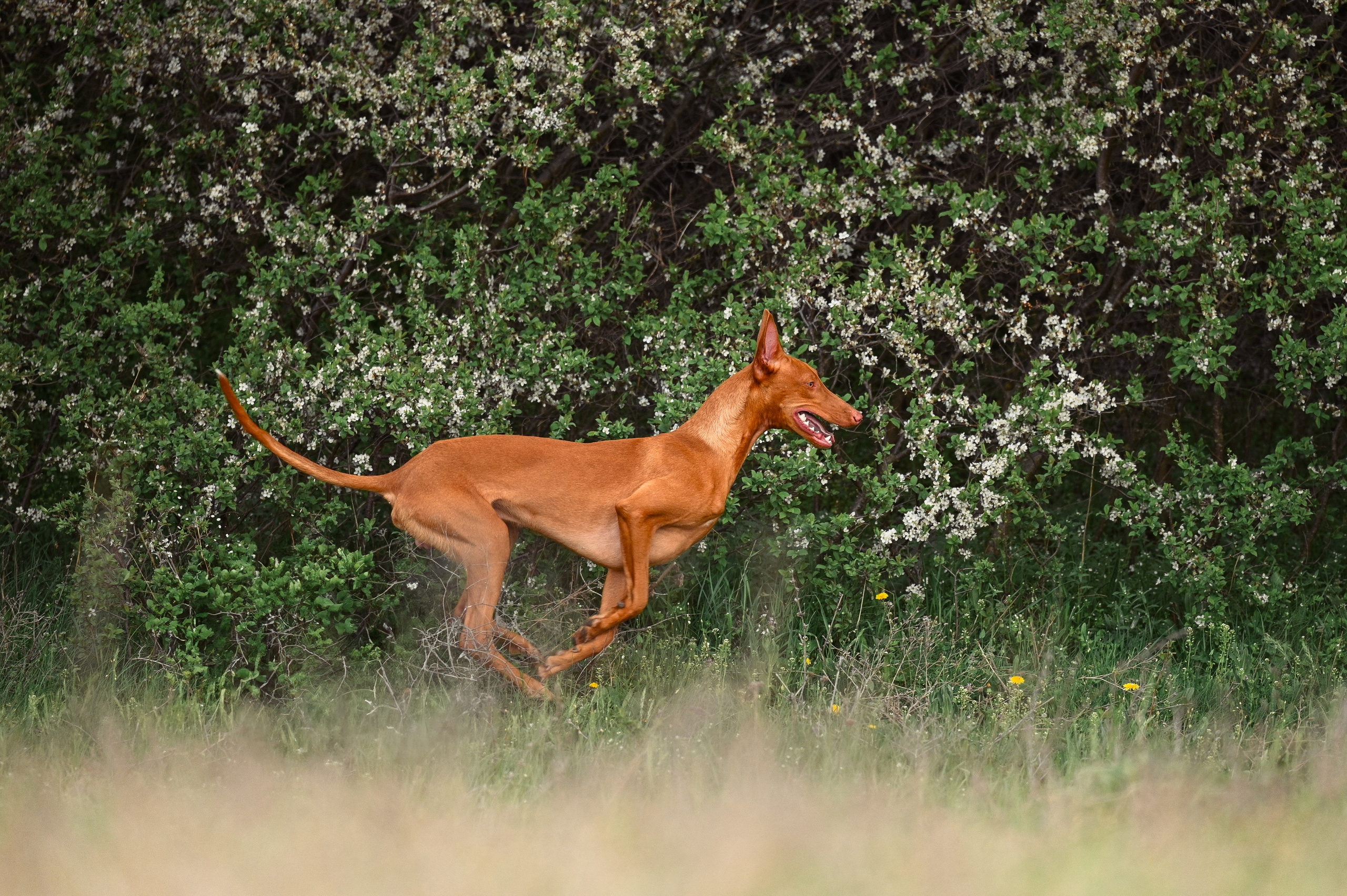 Фараонова собака Ромарио. Фотограф в Ростове —на — Дону