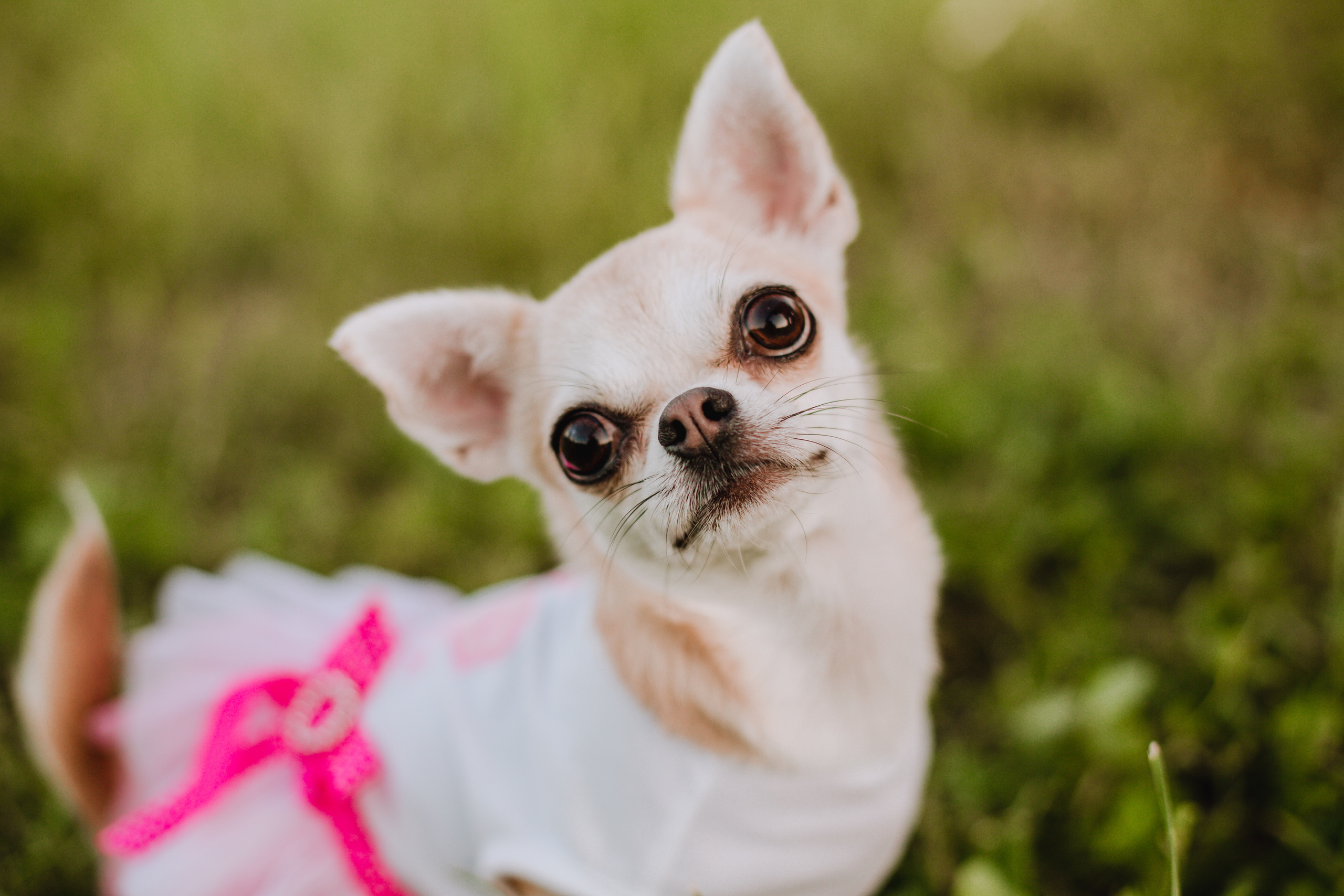 Люпиновое море :). Семейный и свадебный фотограф в Воронеже Майя Добровольская