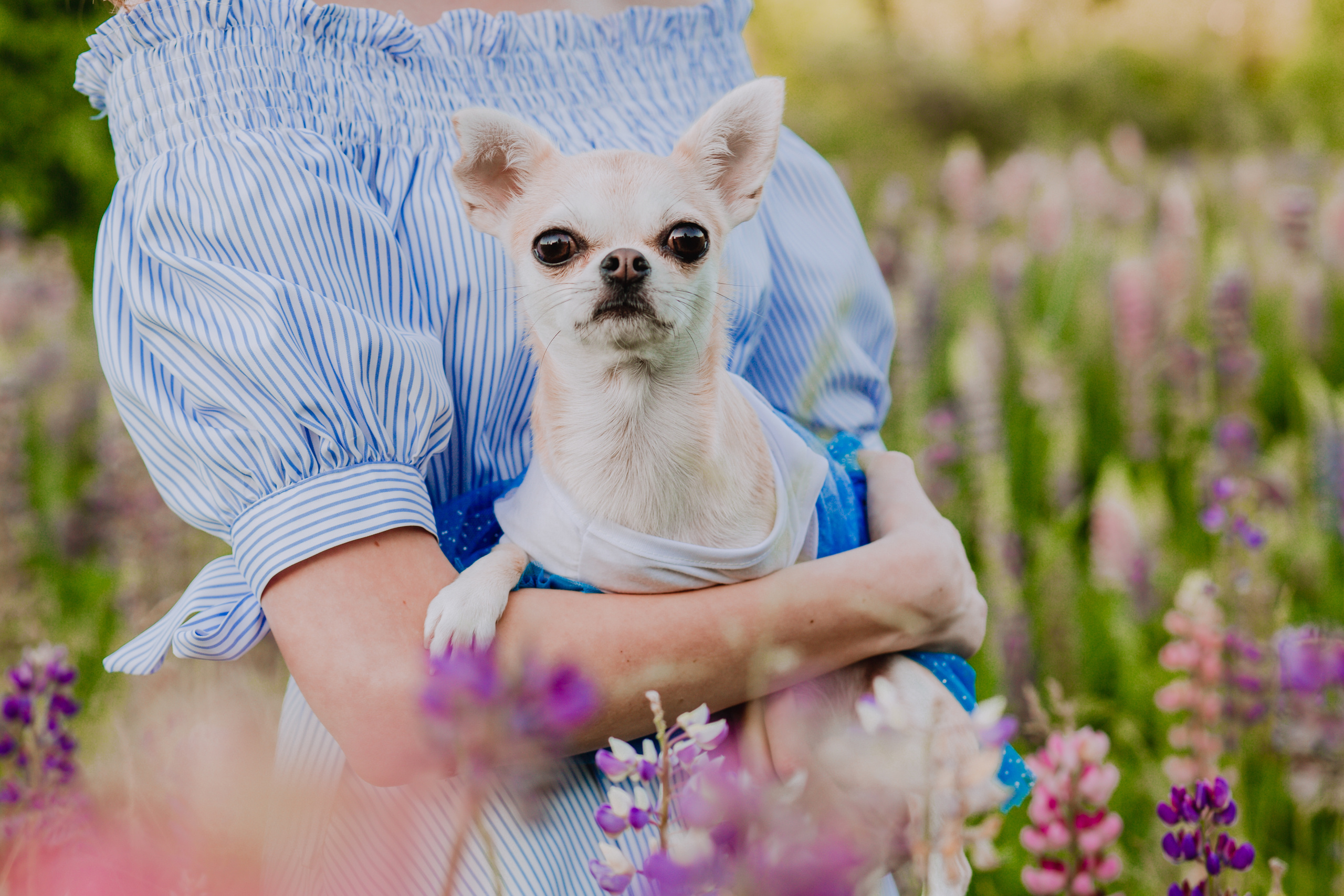 Люпиновое море :). Семейный и свадебный фотограф в Воронеже Майя Добровольская
