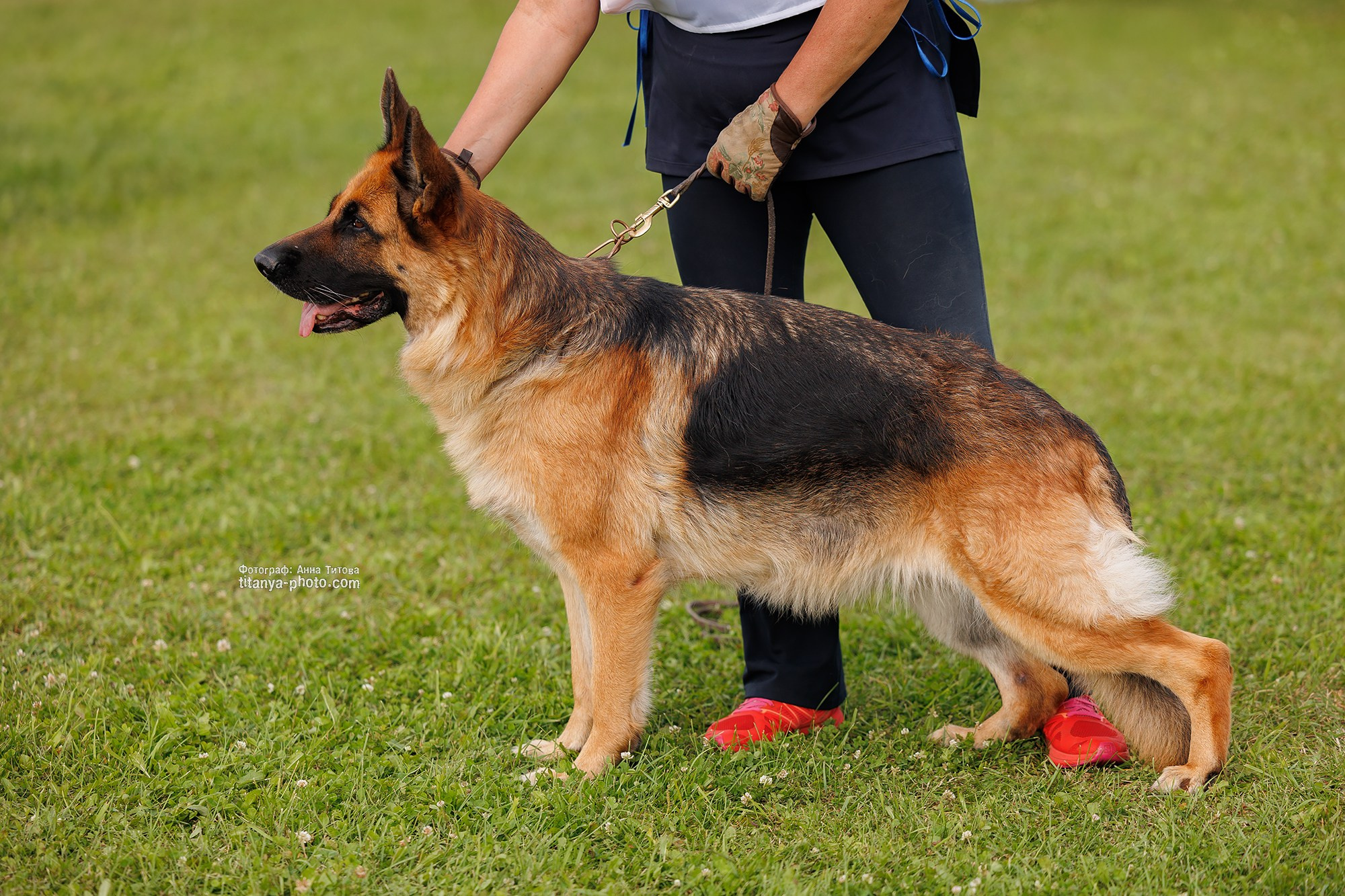 Немецкие овчарки: фото из рингов и вне ринга, мутпроба (фотографии с выставок). Фотограф собак, фотограф-анималист Аня Титова (Titanya). Москва