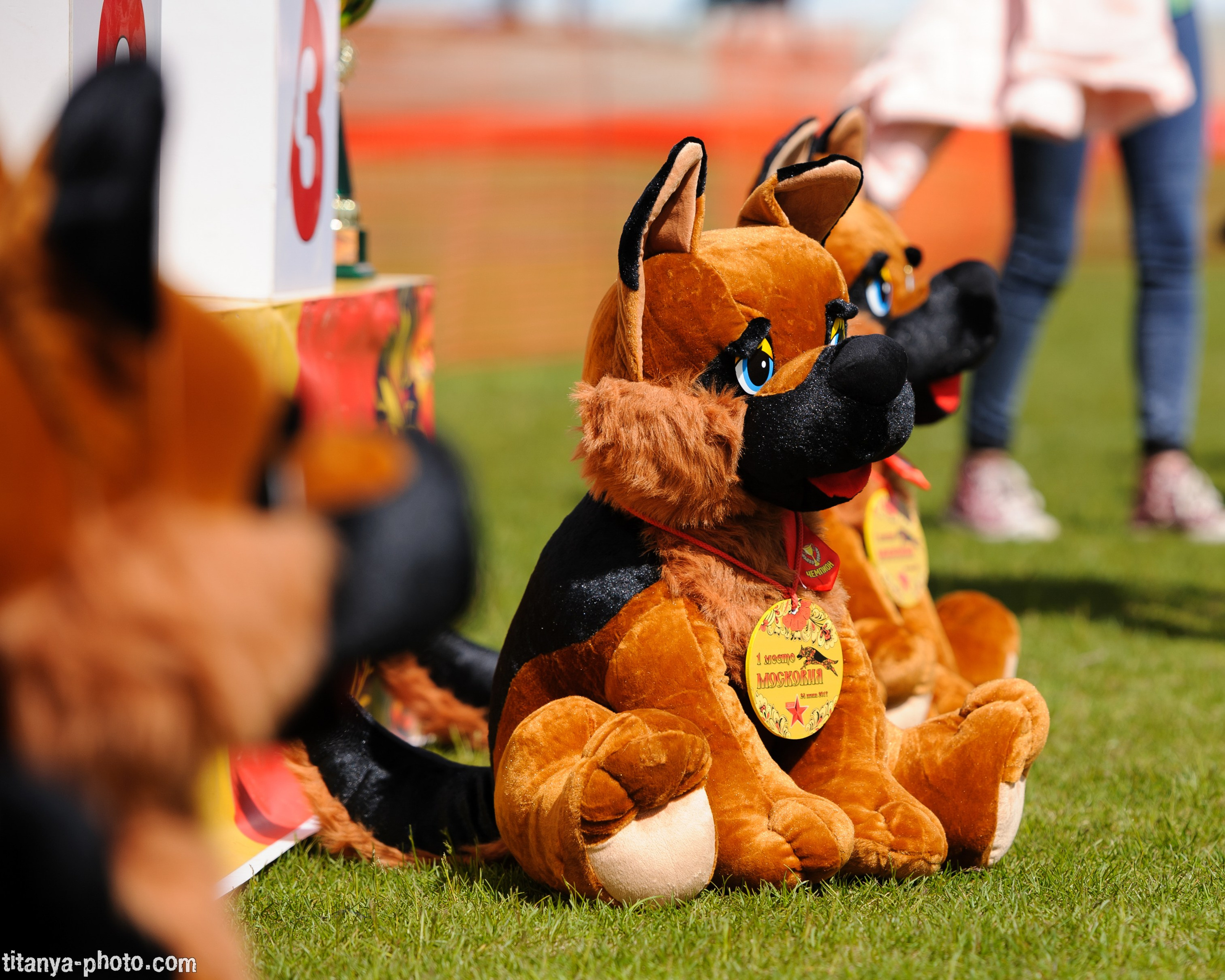 Фотографии с монопородных выставок немецких овчарок. Фотограф собак, фотограф-анималист Аня Титова (Titanya). Москва