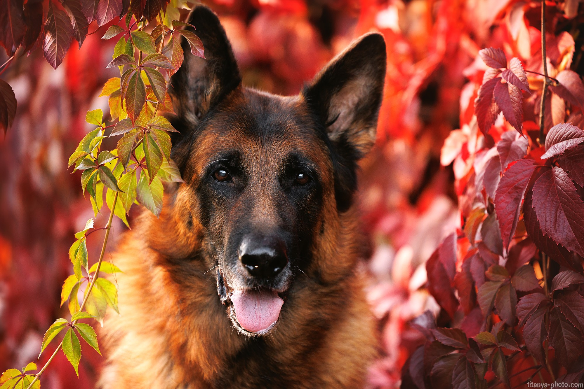 Фотография собак, фотограф-анималист Москва. Фотограф собак, фотограф-анималист Аня Титова (Titanya). Москва