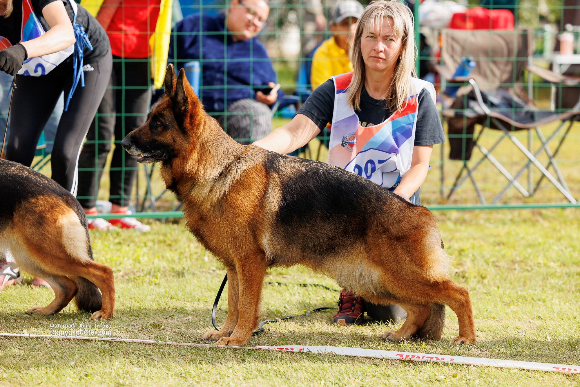 Немецкие овчарки: фото из рингов и вне ринга, мутпроба (фотографии с выставок). Фотограф собак, фотограф-анималист Аня Титова (Titanya). Москва