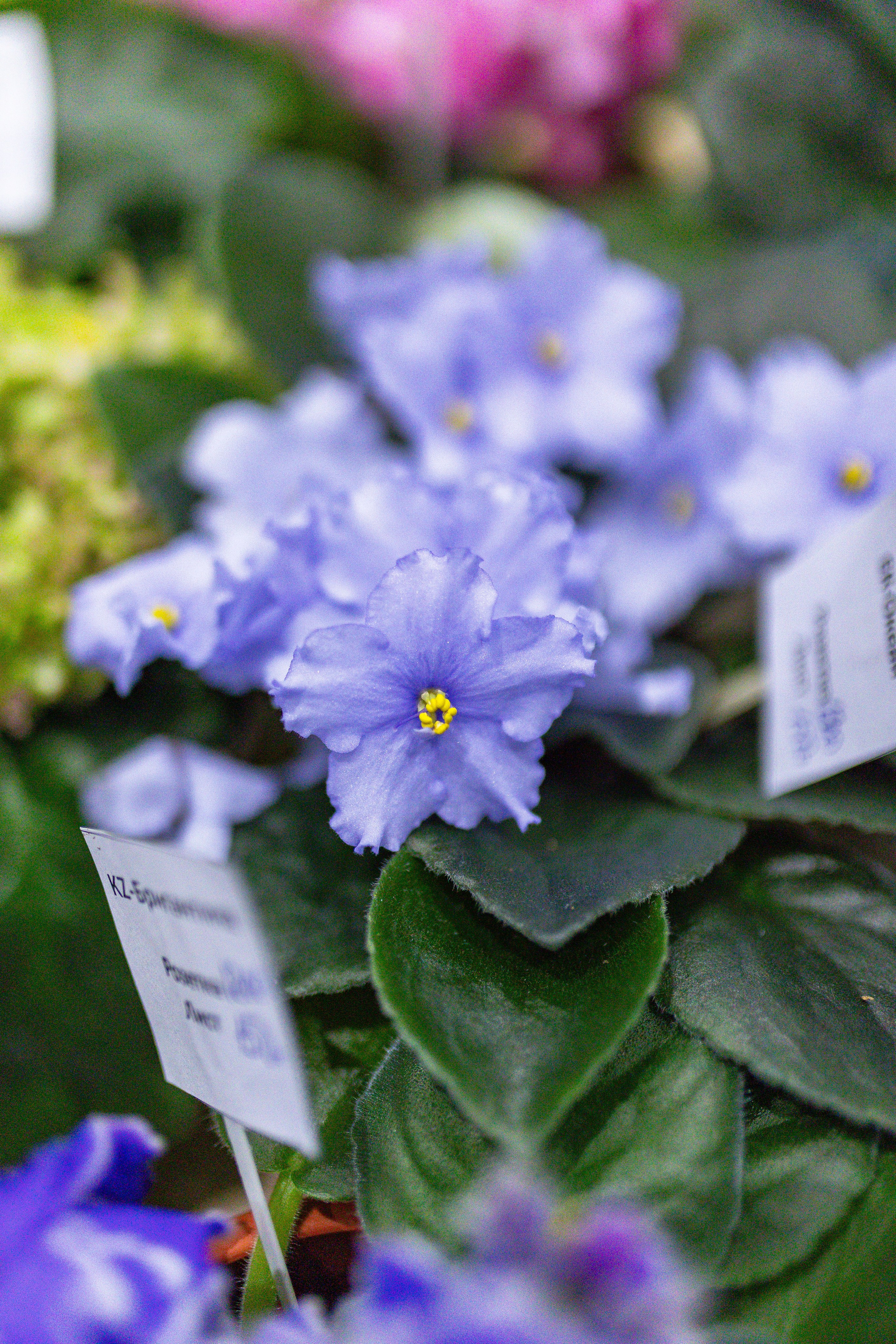 Орхидиум сентябрь 2025. Александра Куликова фотограф, Москва