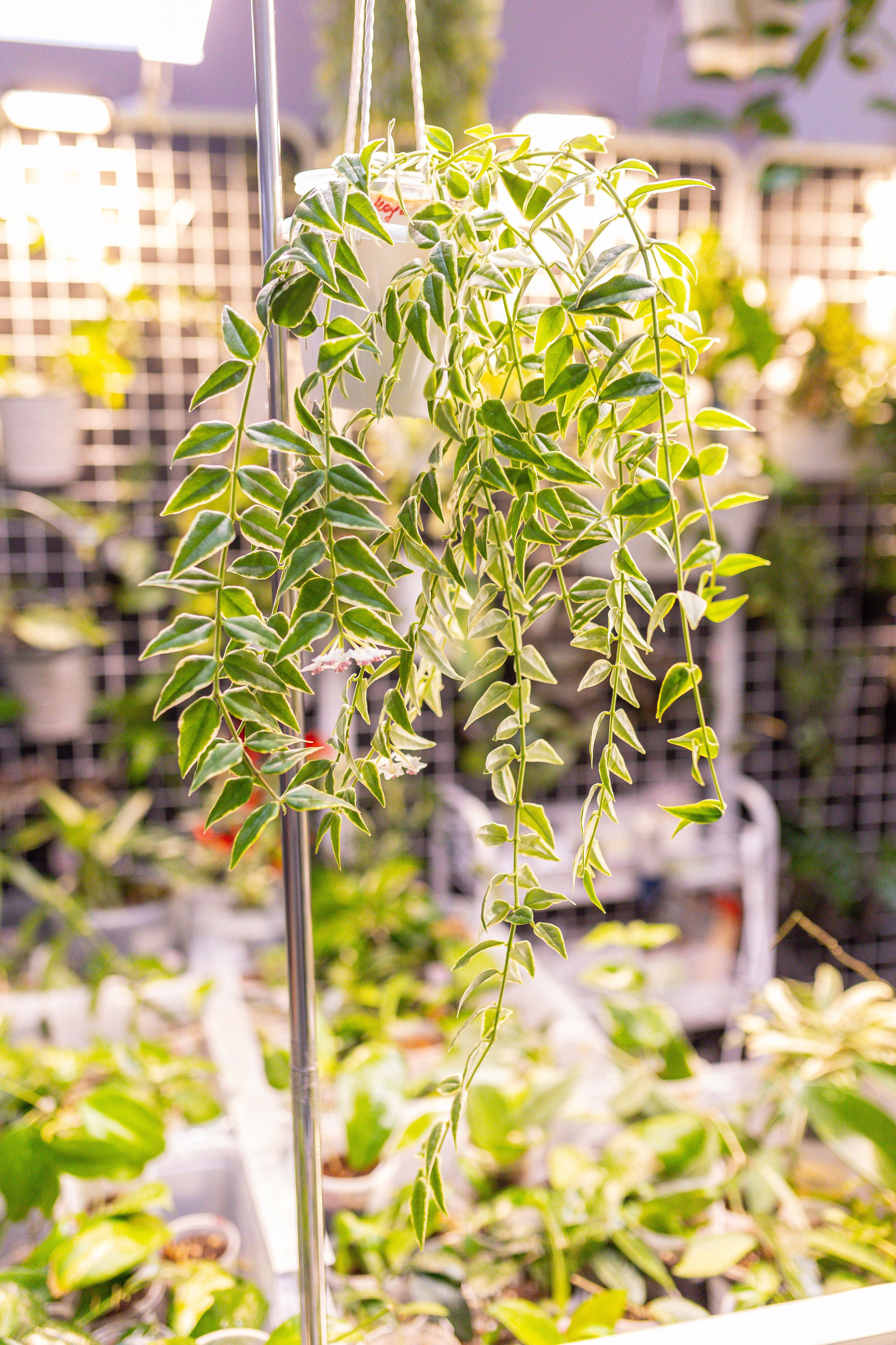 Монстериум 11–12 октября. Александра Куликова фотограф, Москва