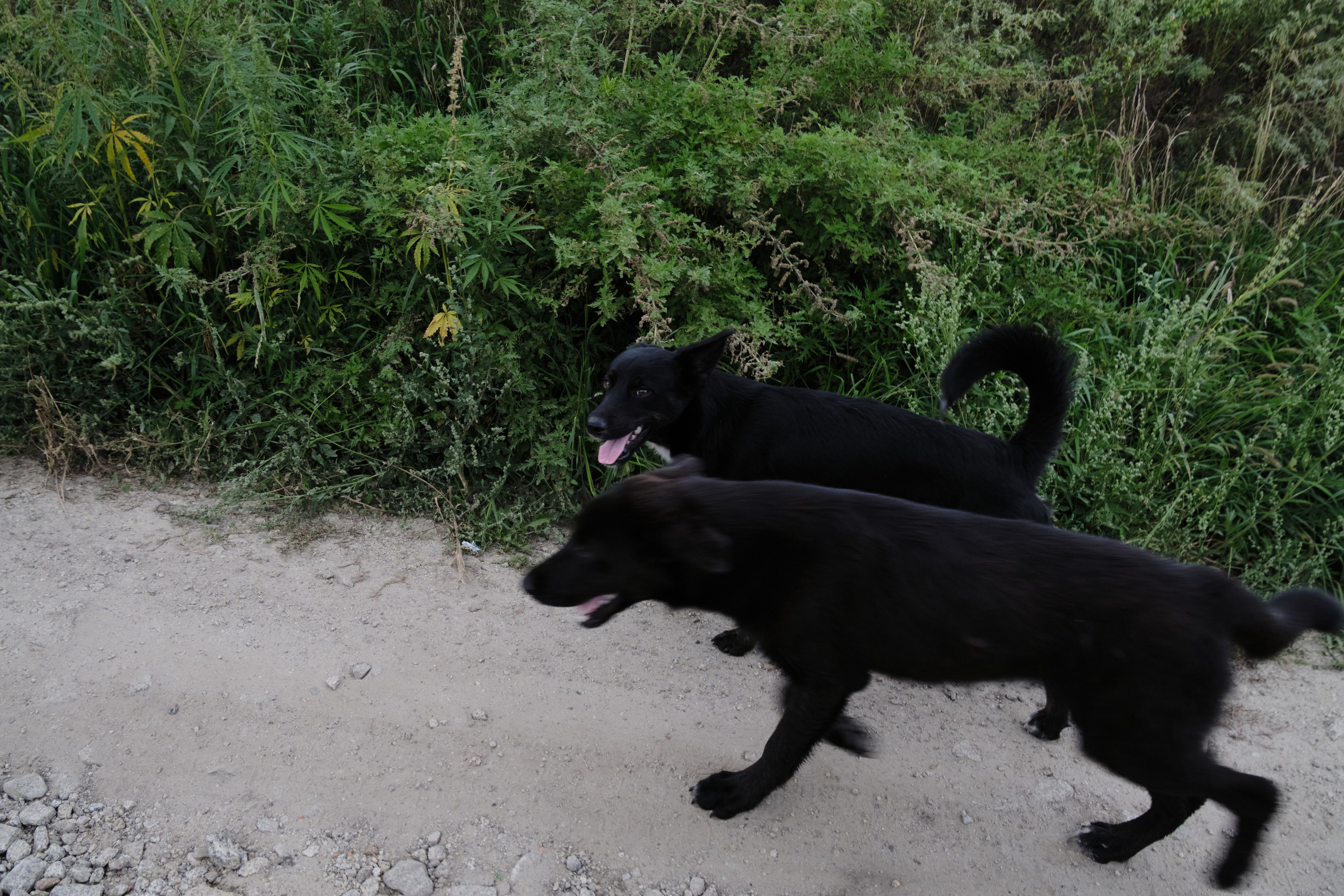 Колывань. Goncharov Tim