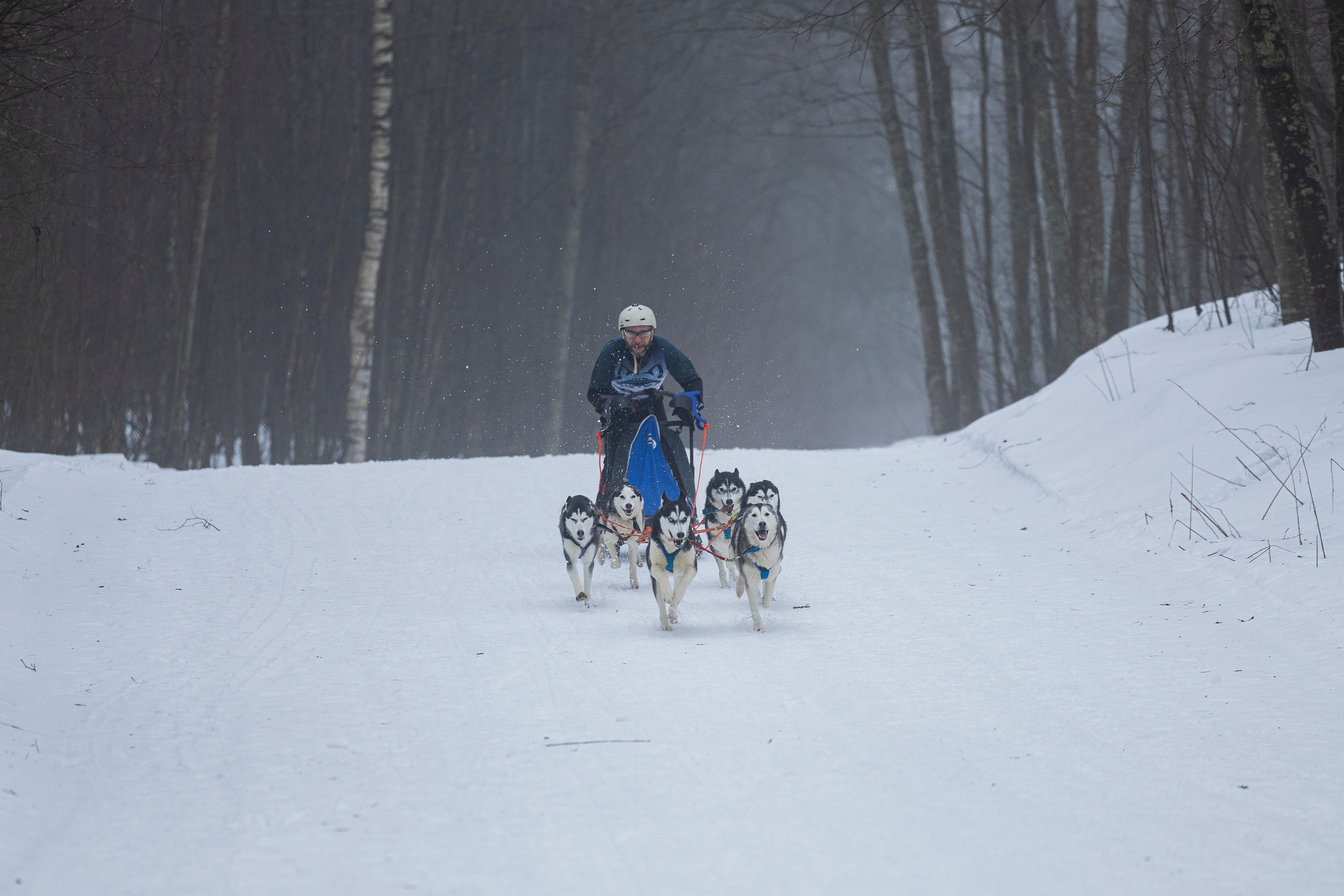 Зимний Чемпионат Санкт-Петербурга по ездовому спорту. Фотограф-анималист Анна Маринич