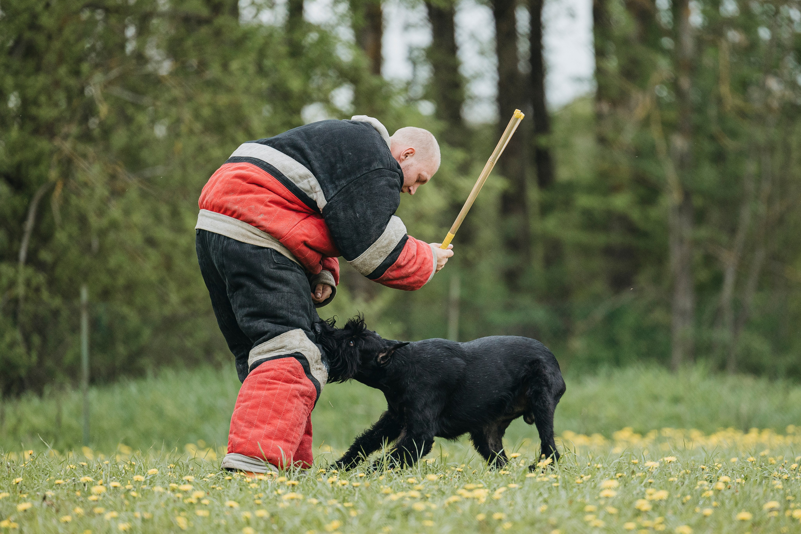 26.05.25 г. Пушкин квалификационные соревнования. Фотограф-анималист Анна Маринич