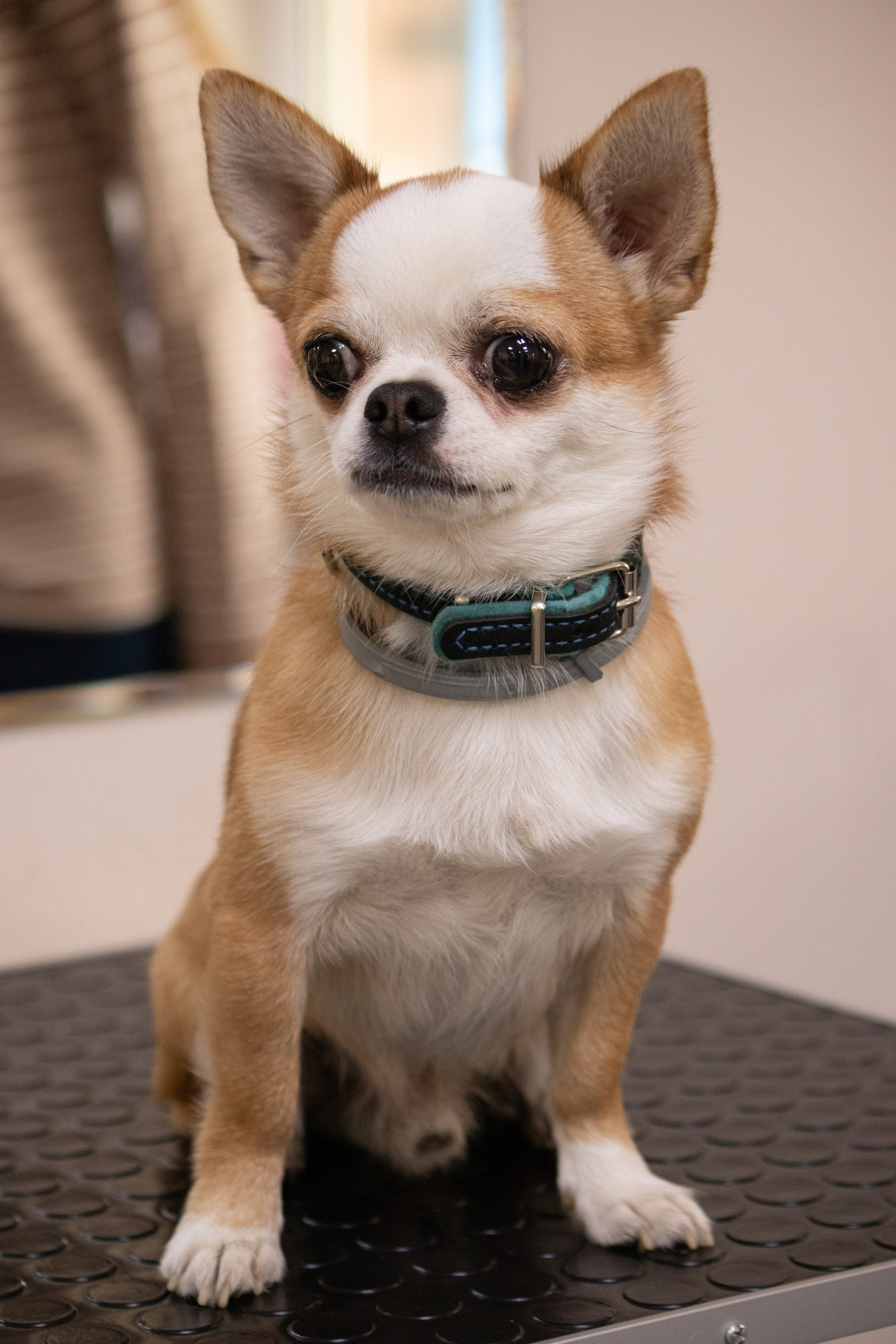 MOS`KA groom | Стрижки кошек и собак | НН. Фотограф в Нижнем Новгороде Екатерина Хисматулина