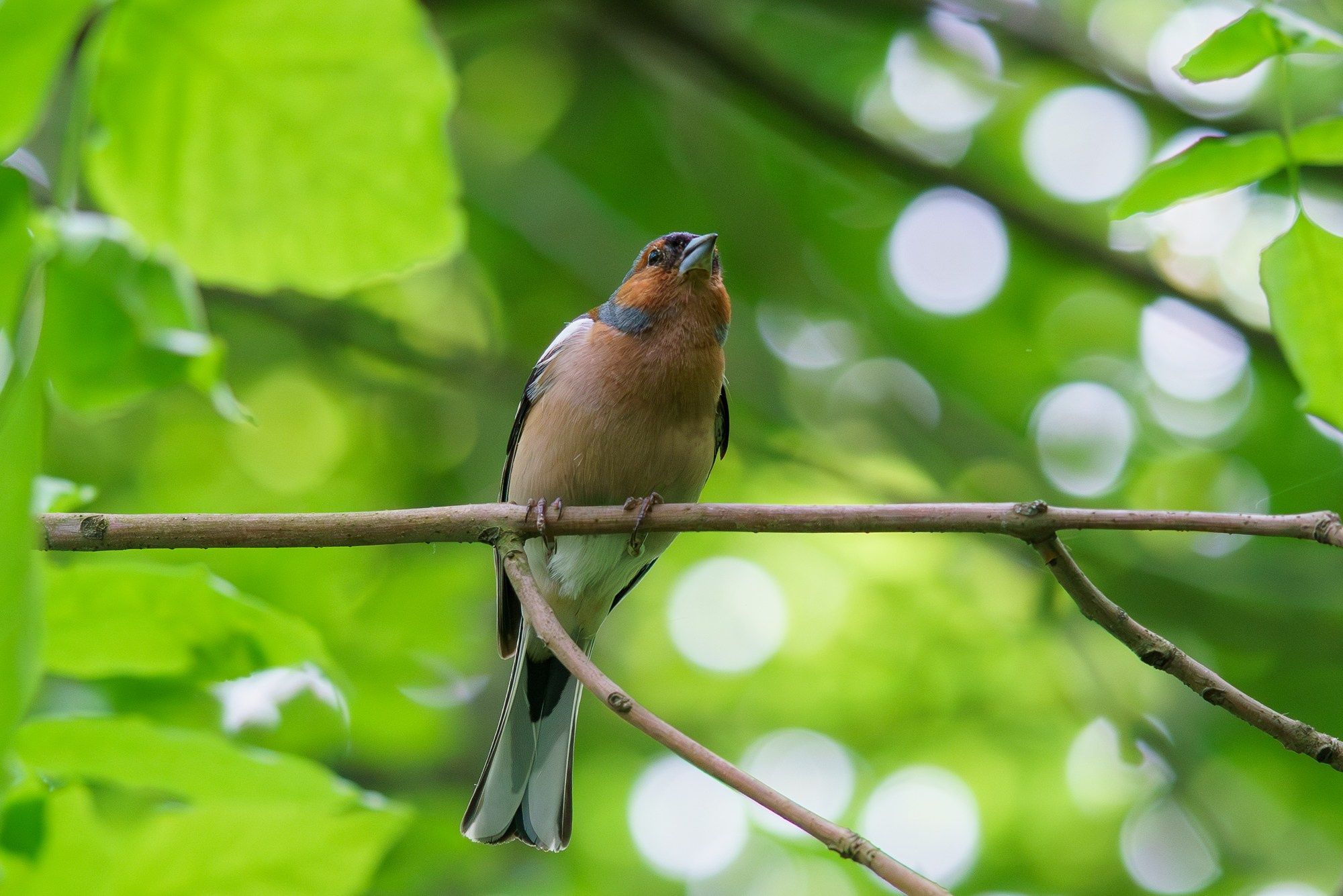 Удивительные мир птиц. Вокруг нас столько прекрасного — присмотритесь!. Ваш личный фотограф Марина Волкова