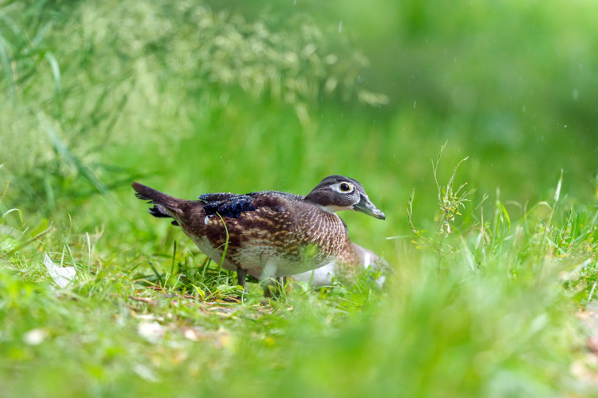 Удивительные мир птиц. Вокруг нас столько прекрасного — присмотритесь!. Ваш личный фотограф Марина Волкова