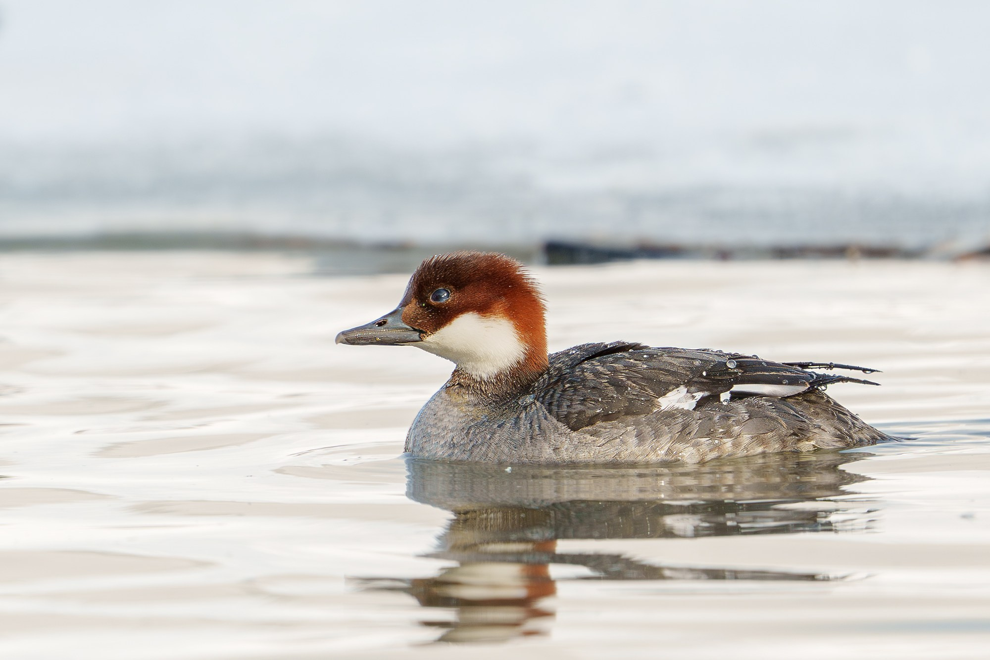 Удивительные мир птиц. Вокруг нас столько прекрасного — присмотритесь!. Ваш личный фотограф Марина Волкова