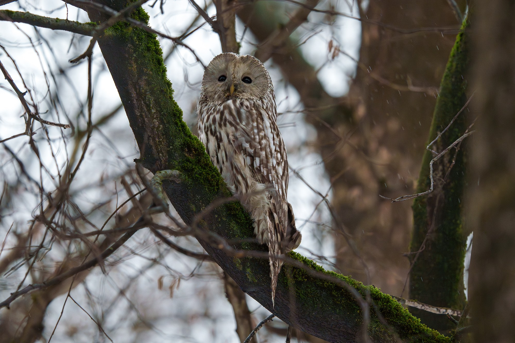 Удивительные мир птиц. Вокруг нас столько прекрасного — присмотритесь!. Ваш личный фотограф Марина Волкова